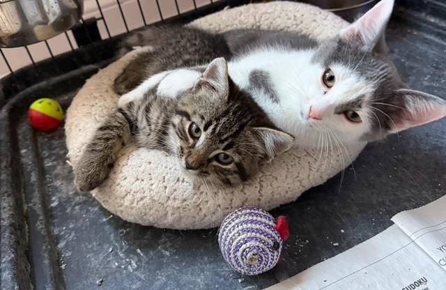 Enlarge Charlie, an adopted mixed breed in Bardstown, KY image 4/5