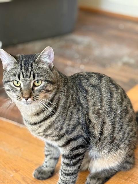 Enlarge Charlie, an adopted mixed breed in Bardstown, KY image 2/5