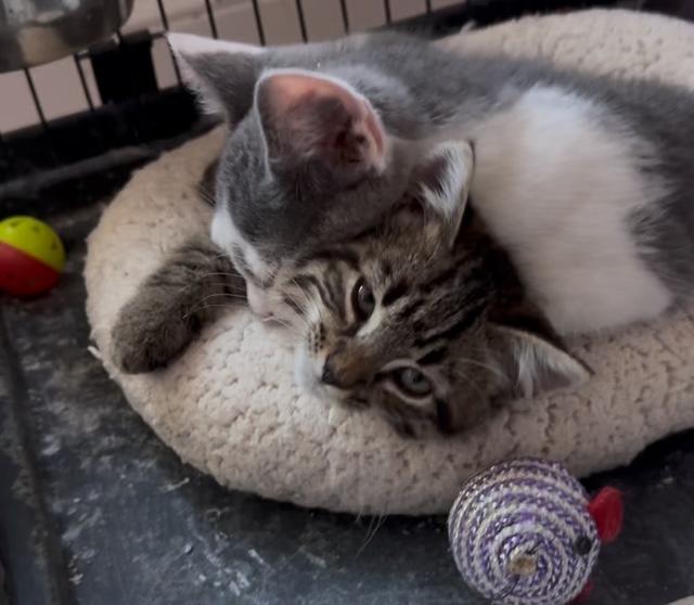 Enlarge Charlie, an adopted mixed breed in Bardstown, KY image 5/5