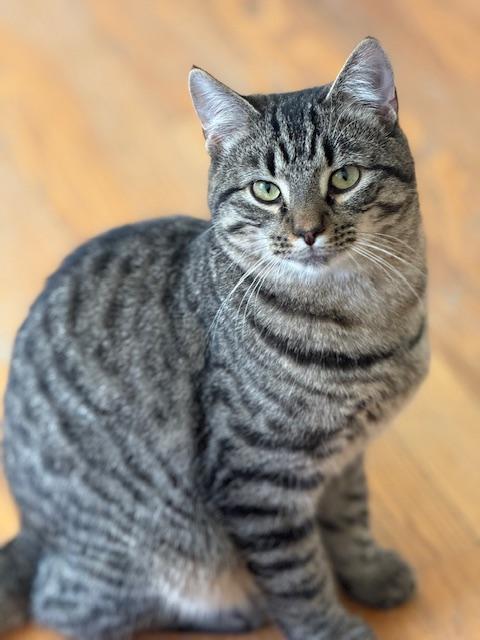 Enlarge Charlie, an adopted mixed breed in Bardstown, KY image 3/5