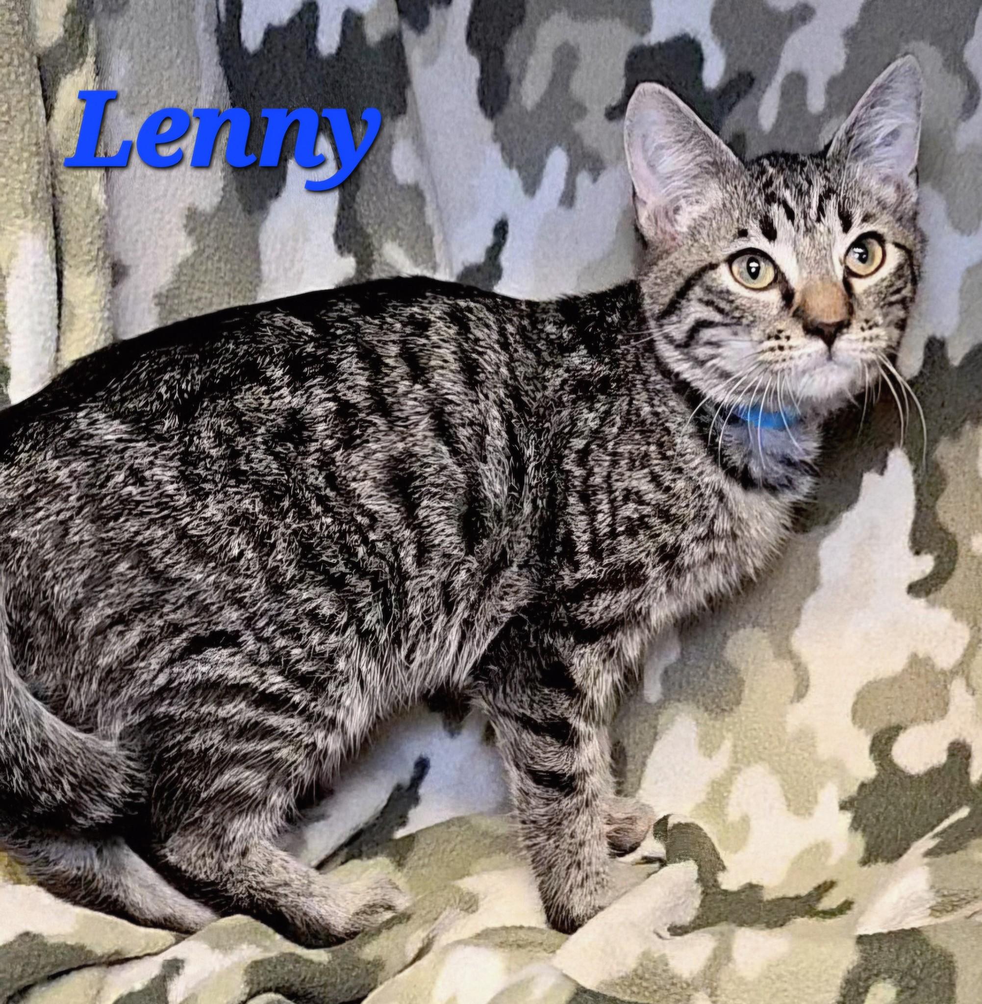 Lenny, adopted, Kitten Male Tabby.