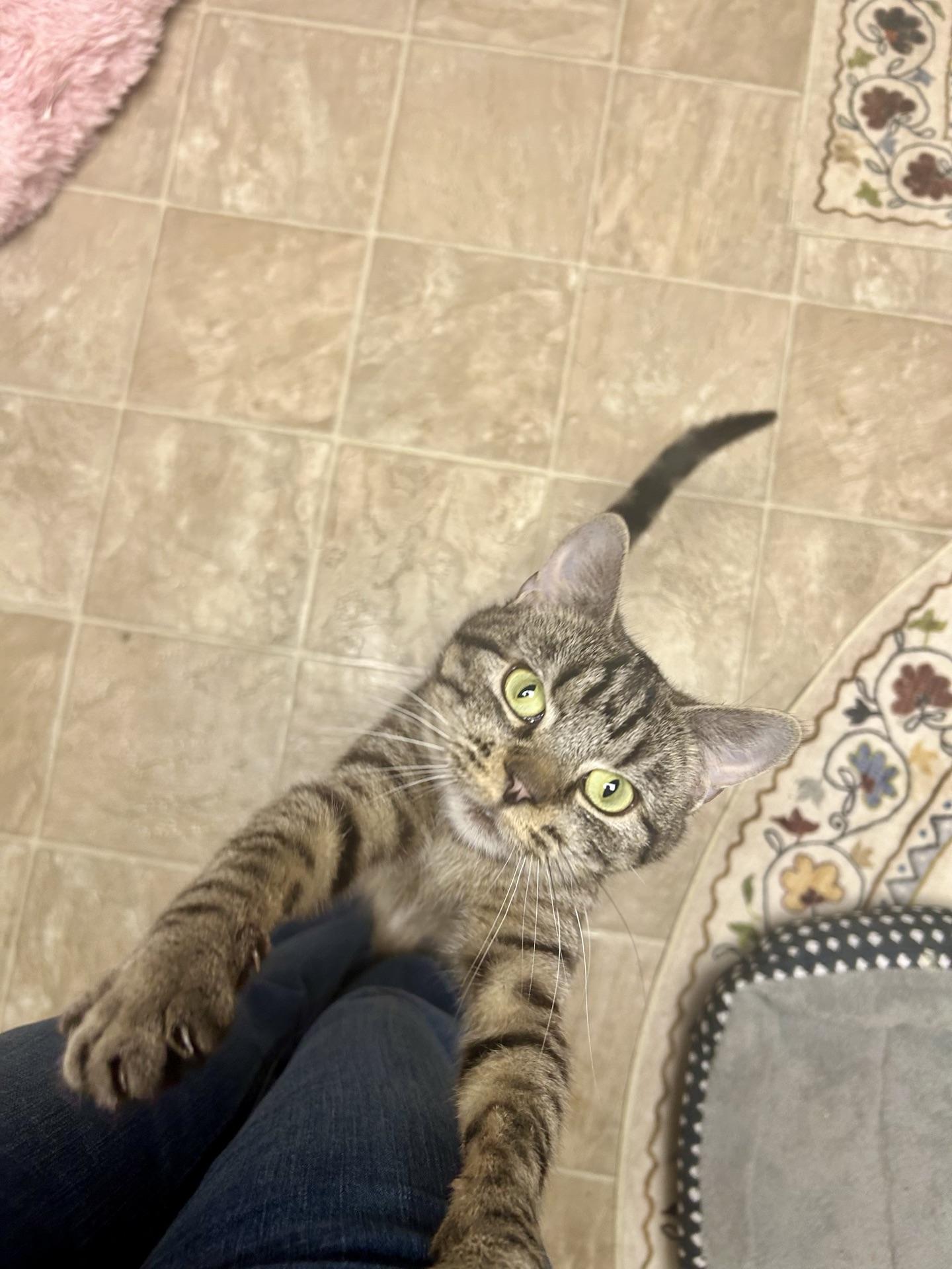 Enlarge Lucy, a ADOPTABLE Tabby in Greensburg, PA image 4/6