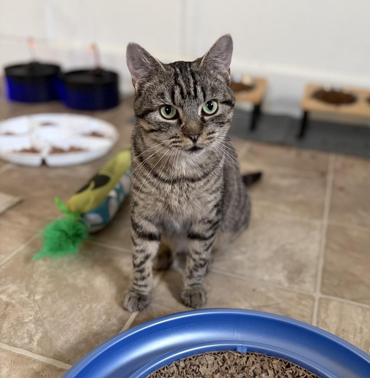 Lucy, ADOPTABLE, Young Female Tabby.