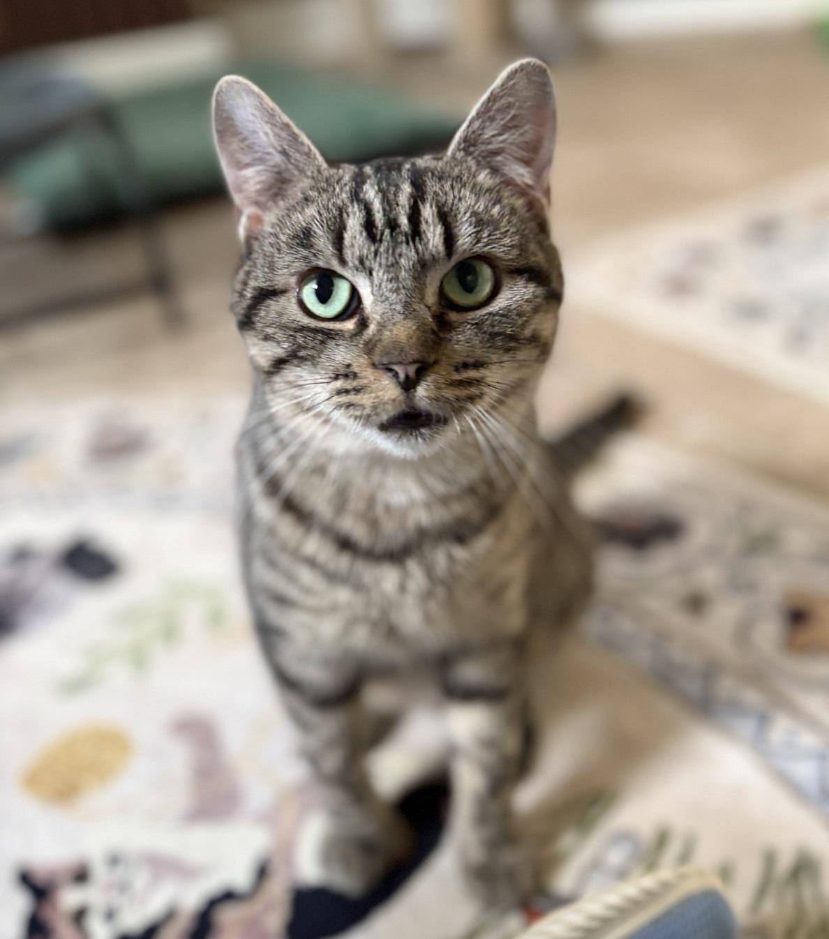 Enlarge Lucy, a ADOPTABLE Tabby in Greensburg, PA image 6/6