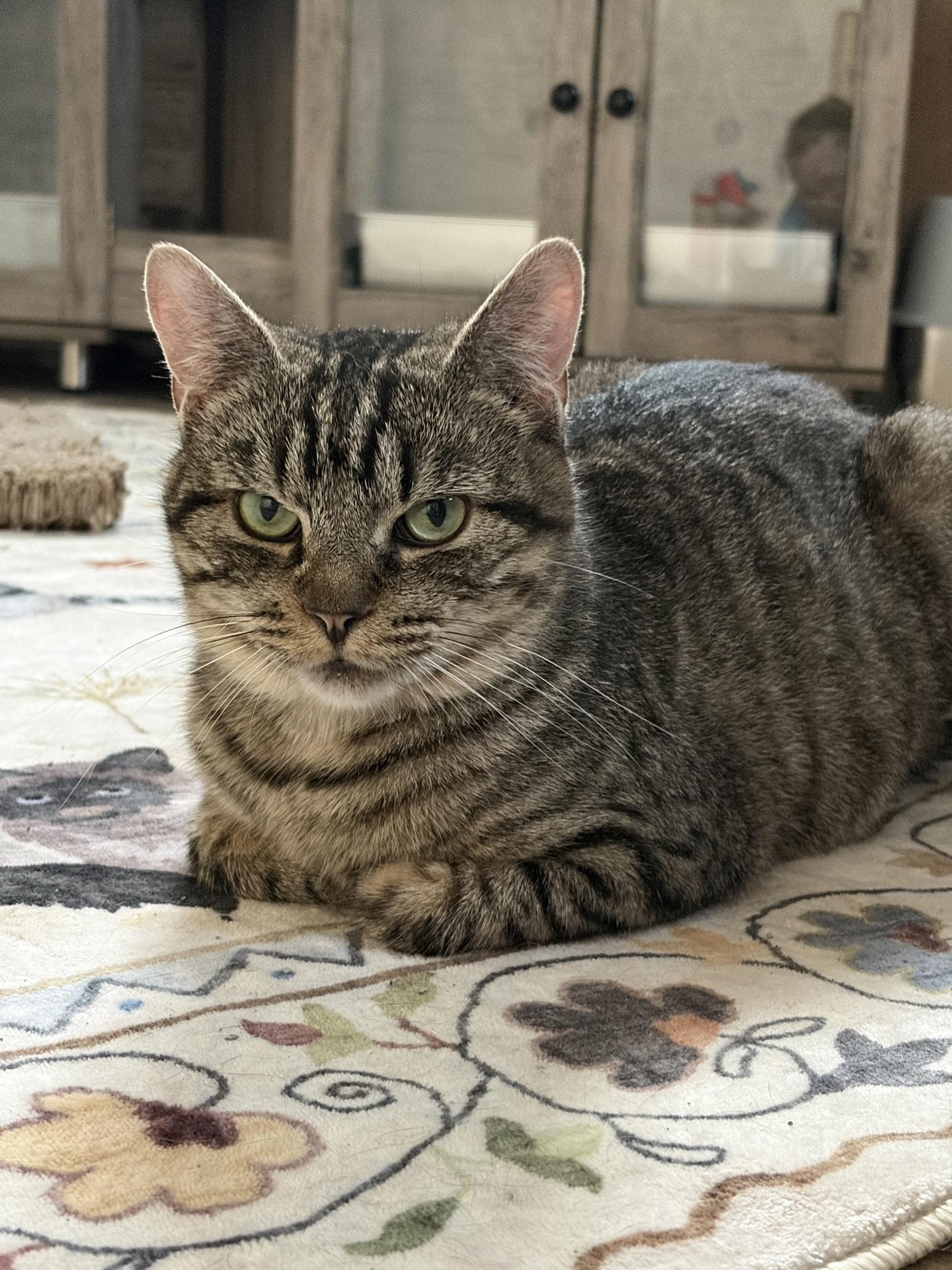 Enlarge Lucy, a ADOPTABLE Tabby in Greensburg, PA image 5/6