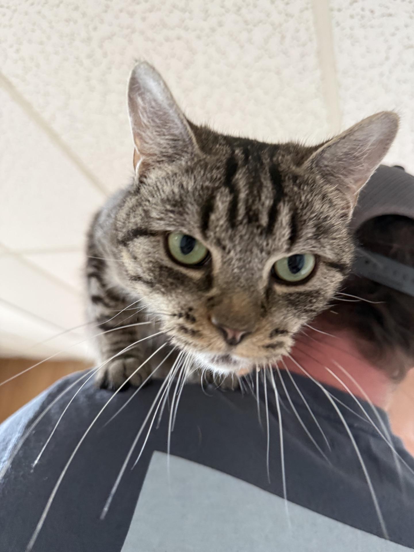 Enlarge Lucy, a ADOPTABLE Tabby in Greensburg, PA image 3/6