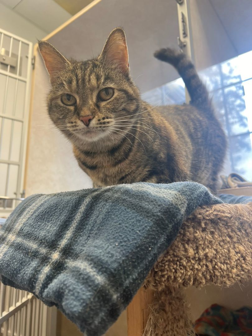 Maple, Adopted, Adult Female Domestic Short Hair.