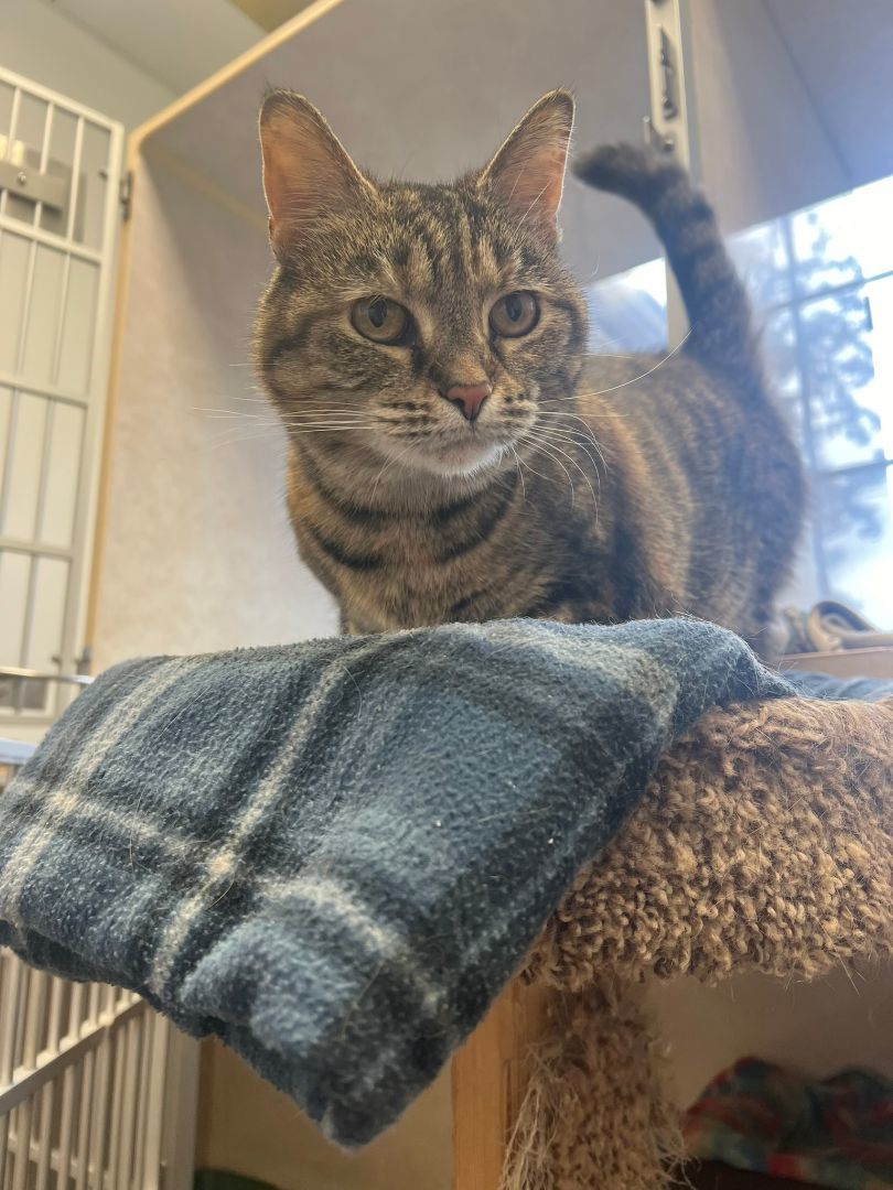 Maple, a Adopted Domestic Short Hair in Evansville, IN image 2/5