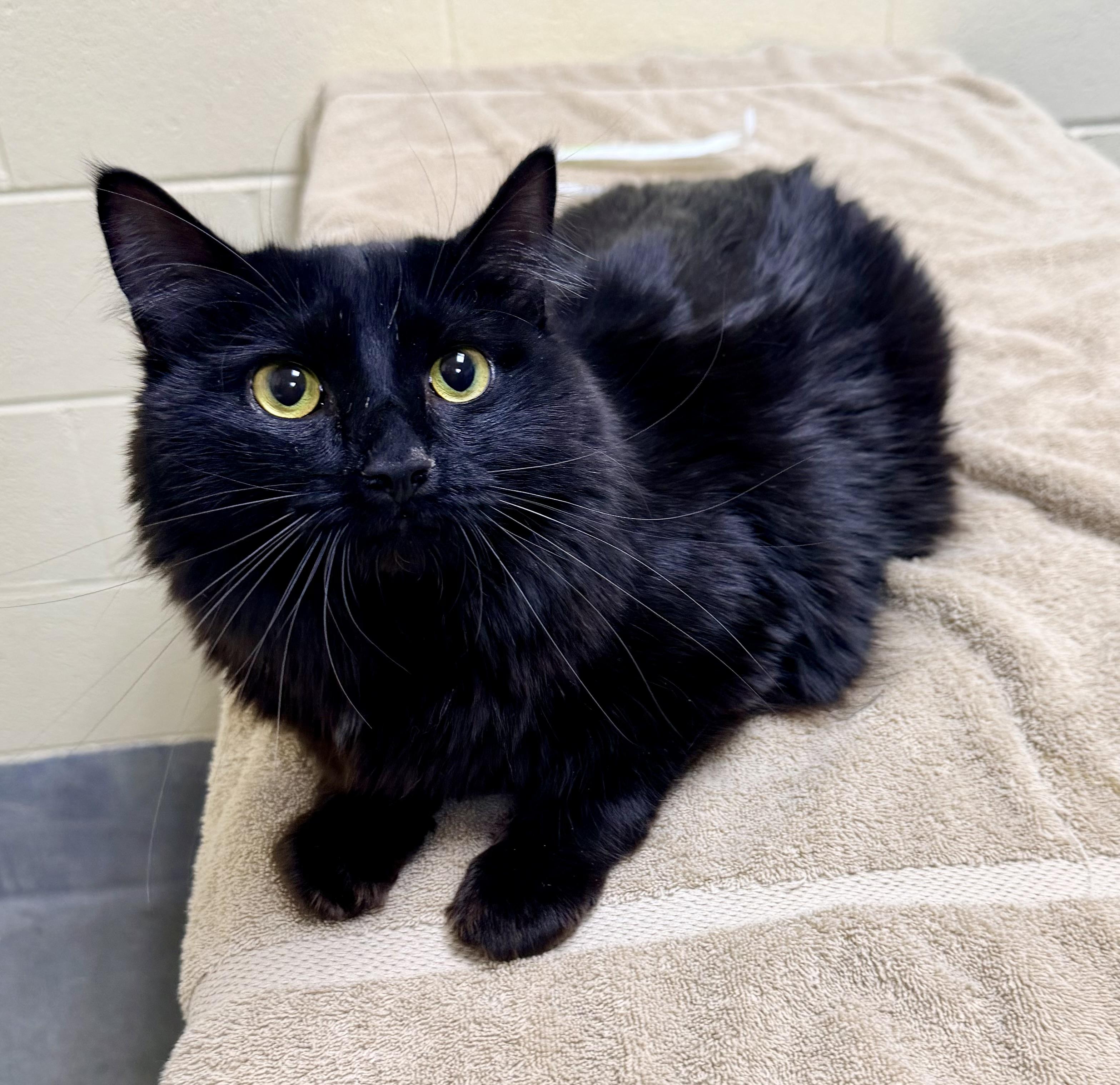 Zovee, a ADOPTABLE Domestic Long Hair in Amherst, VA image 1/2