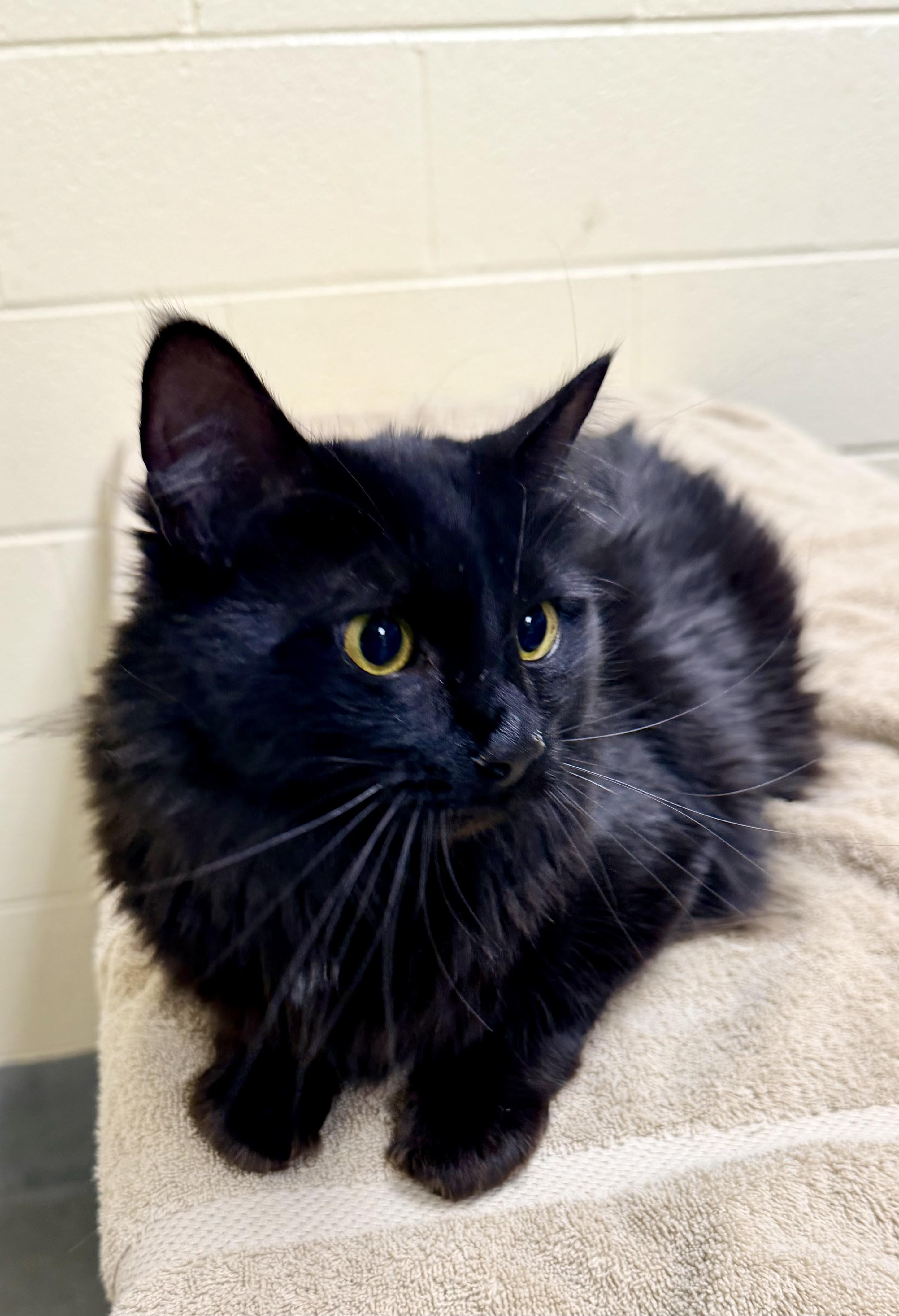 Zovee, a ADOPTABLE Domestic Long Hair in Amherst, VA image 2/2