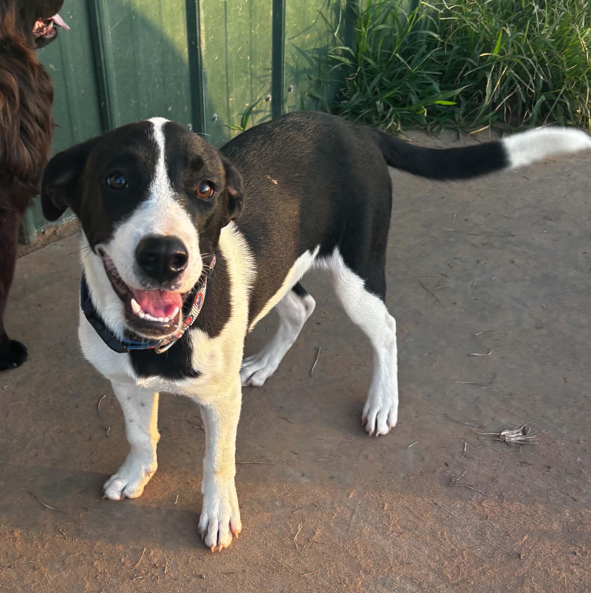 Doc, a ADOPTABLE Mixed Breed in Okemah, OK image 6/6