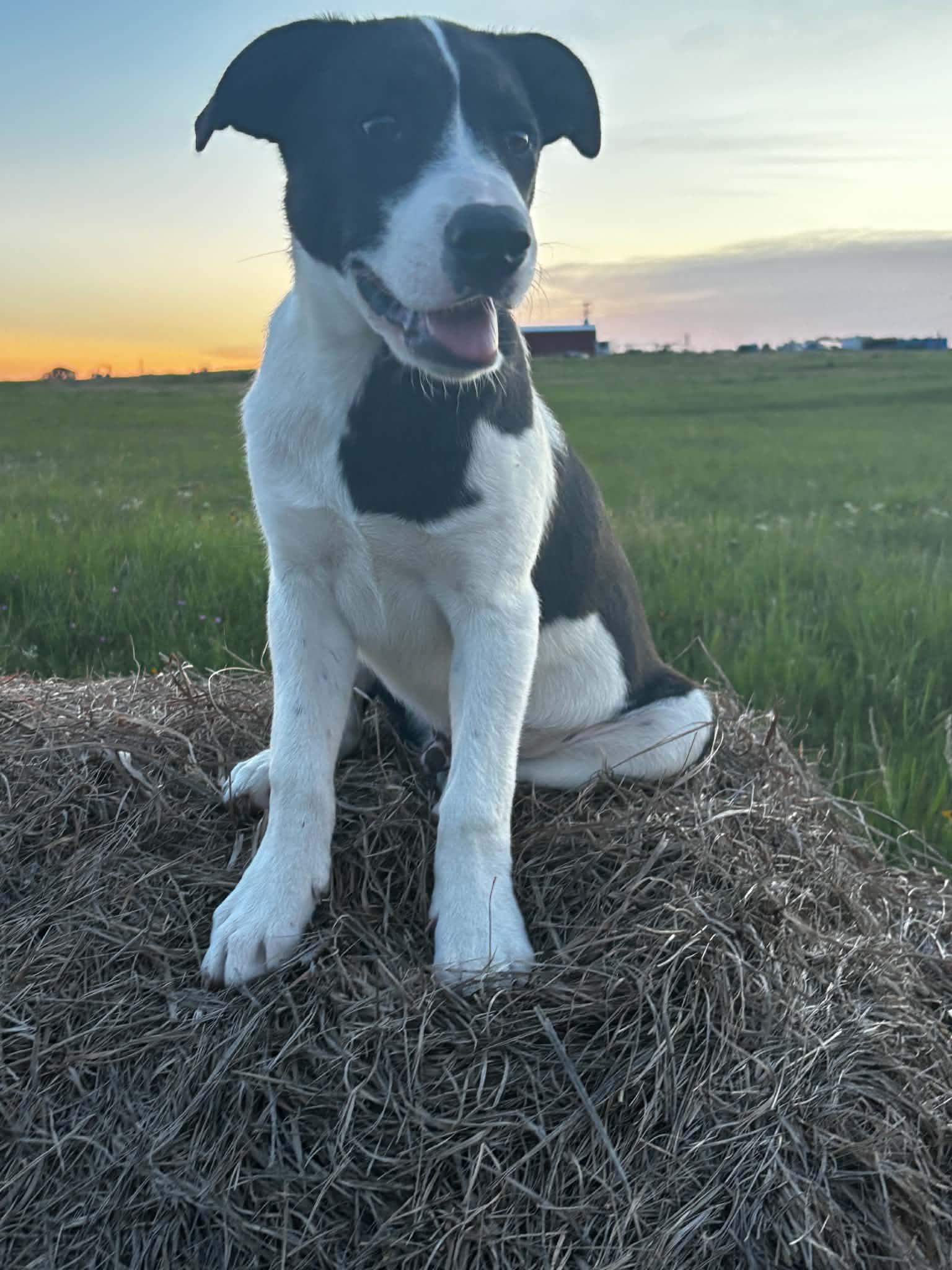 Doc, ADOPTABLE, Puppy Male Mixed Breed.