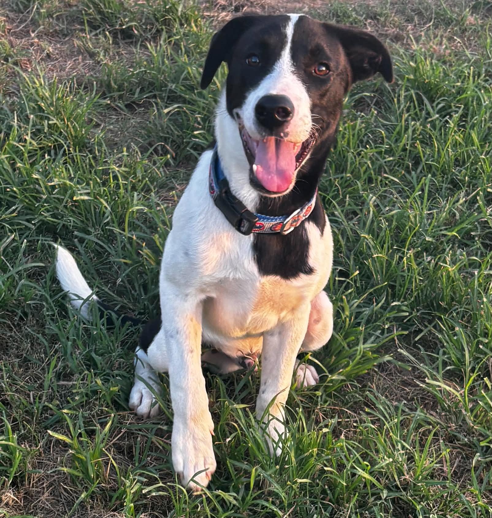 Doc, ADOPTABLE, Puppy Male Mixed Breed.