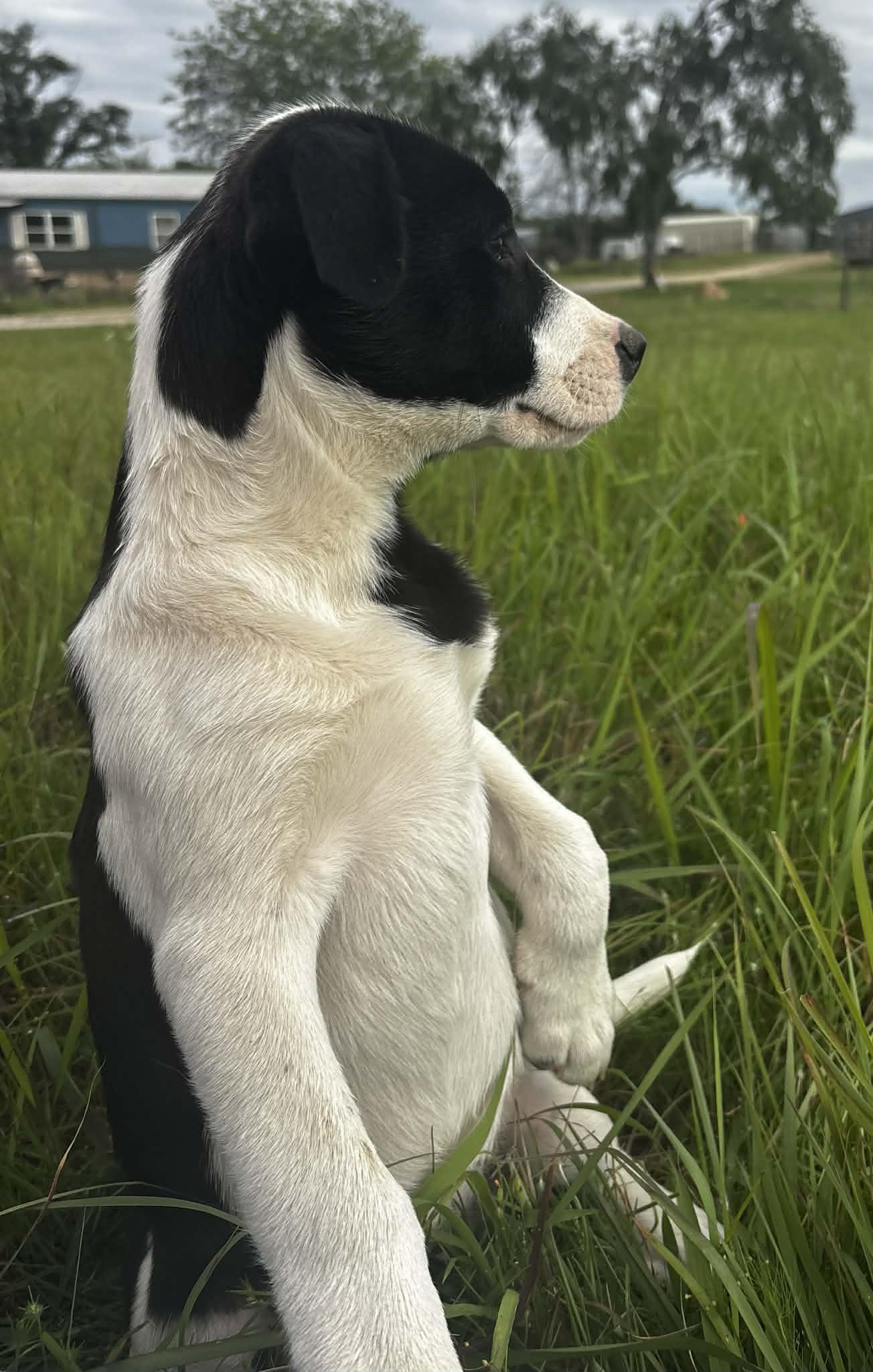Enlarge Doc, a ADOPTABLE Mixed Breed in Okemah, OK image 6/6