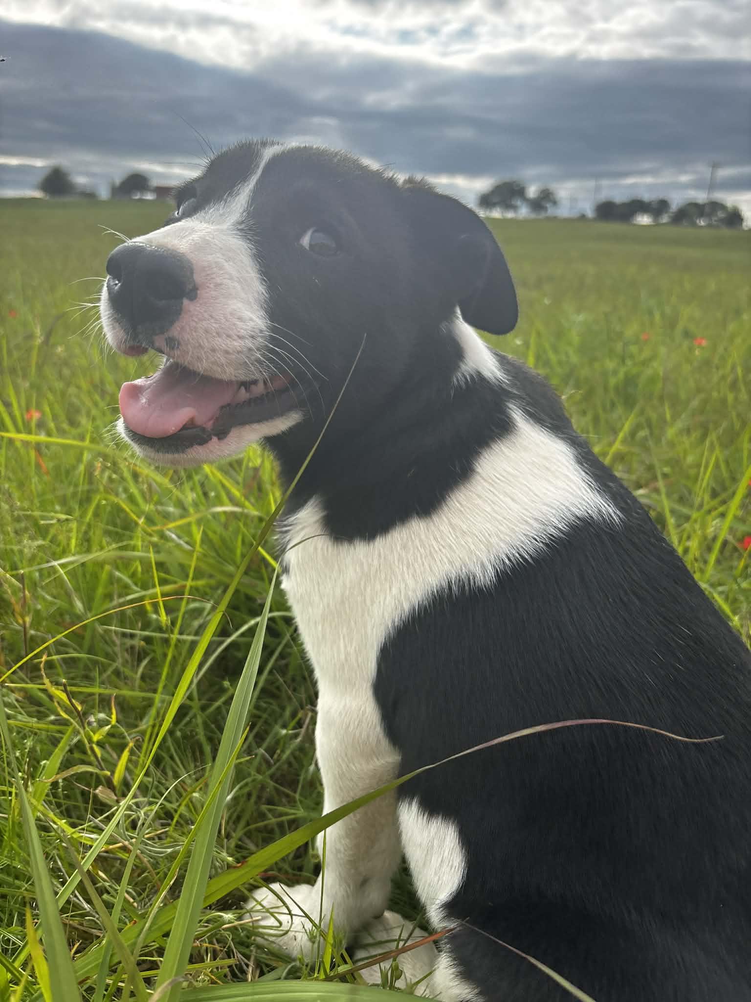 Enlarge Doc, a ADOPTABLE Mixed Breed in Okemah, OK image 2/6