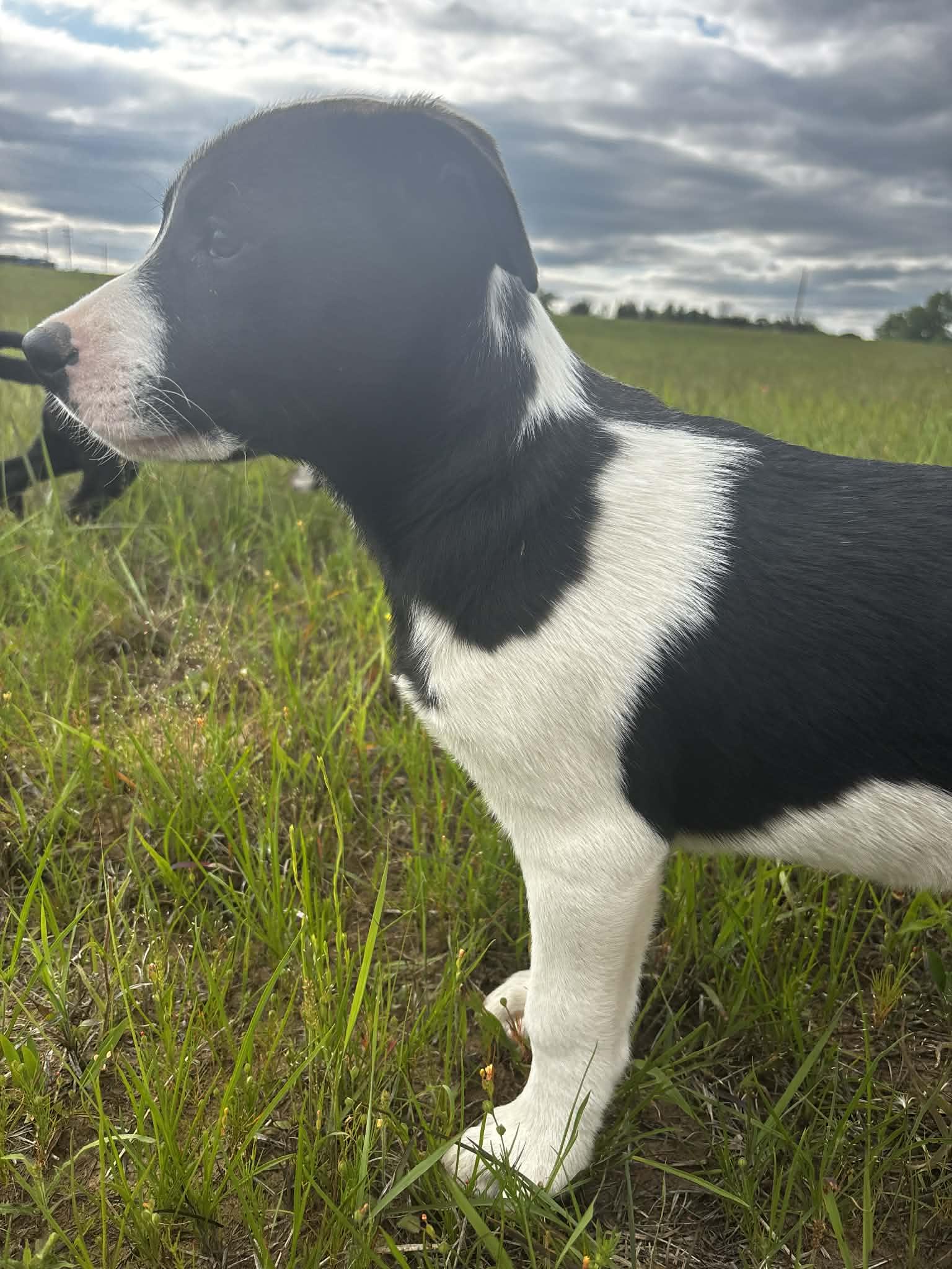 Enlarge Doc, a ADOPTABLE Mixed Breed in Okemah, OK image 3/6