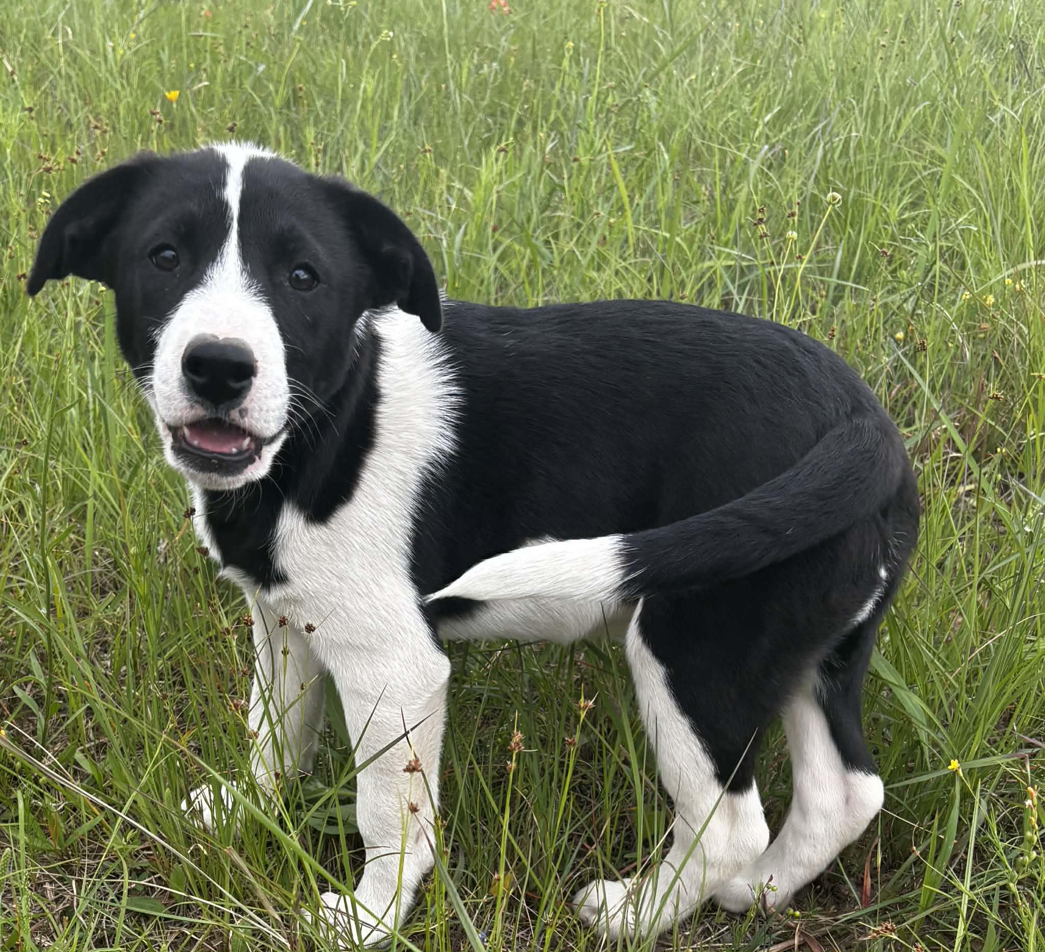 Enlarge Doc, a ADOPTABLE Mixed Breed in Okemah, OK image 4/6