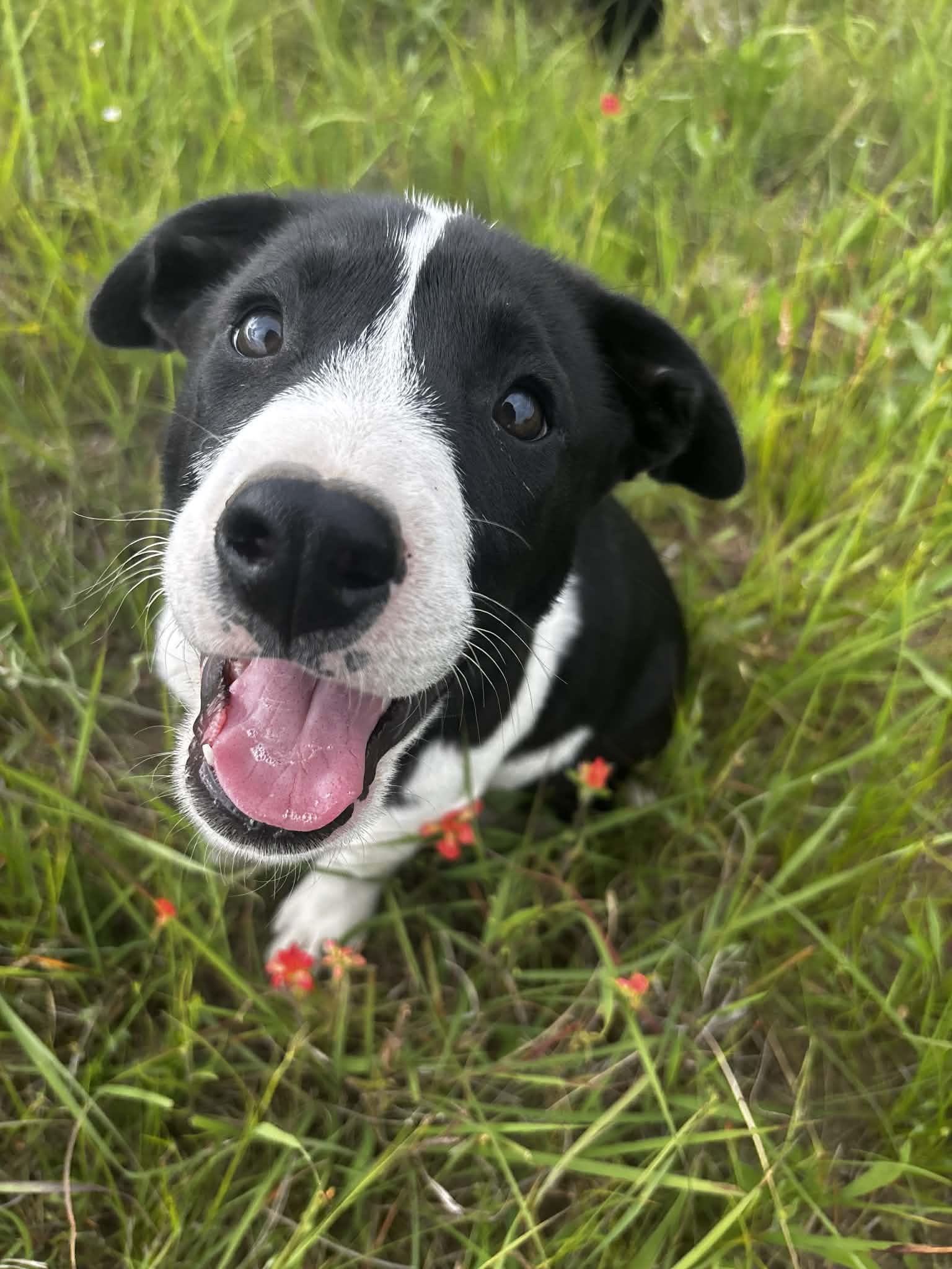 Enlarge Doc, a ADOPTABLE Mixed Breed in Okemah, OK image 5/6