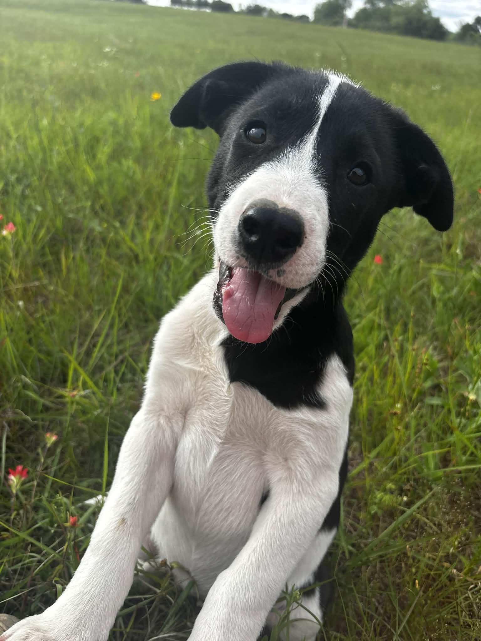 Enlarge Doc, a ADOPTABLE Mixed Breed in Okemah, OK image 1/6