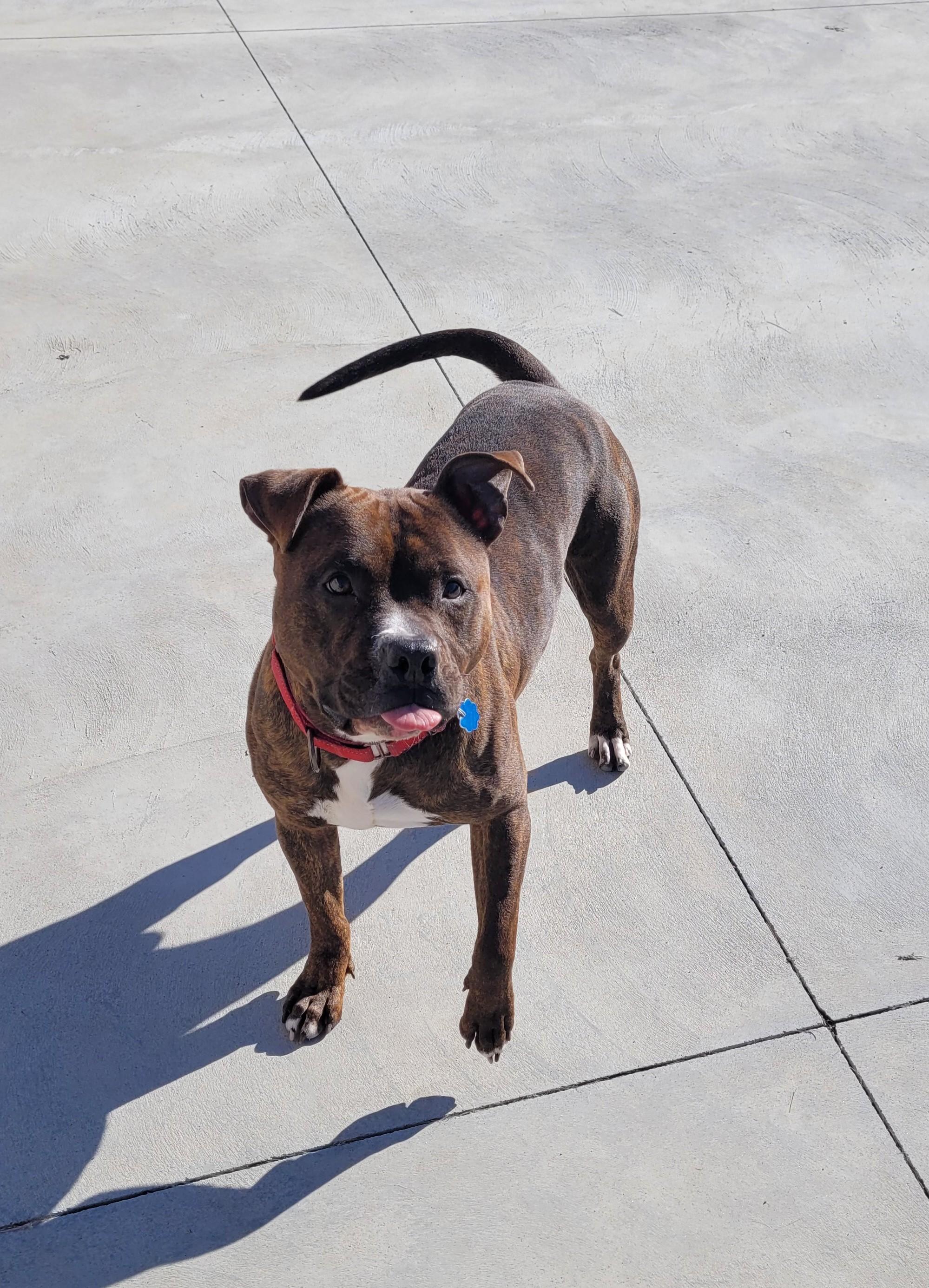 Enlarge Zeke, a Adoptable American Staffordshire Terrier in North Attleboro, MA image 6/6
