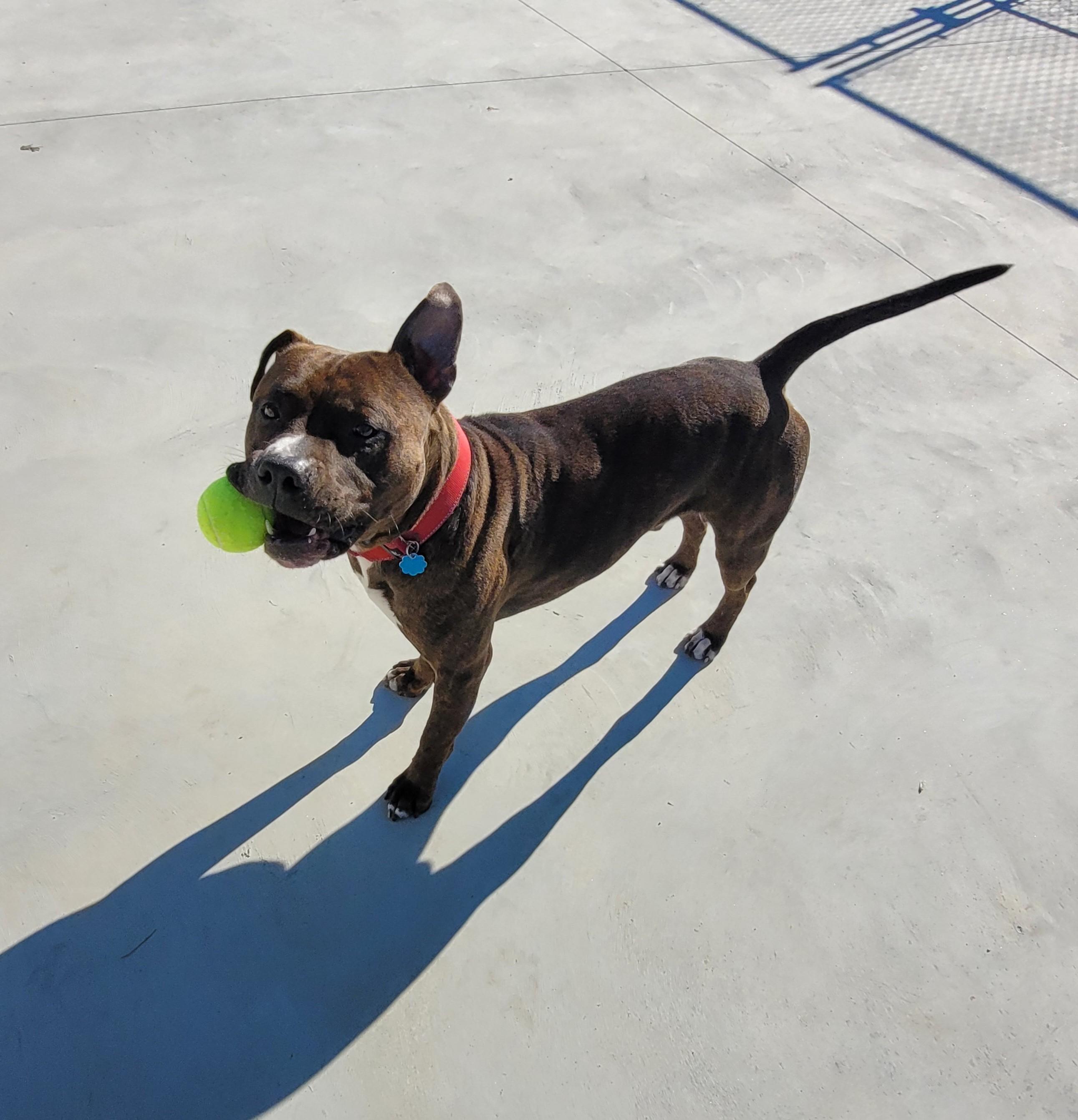Enlarge Zeke, a Adoptable American Staffordshire Terrier in North Attleboro, MA image 3/6