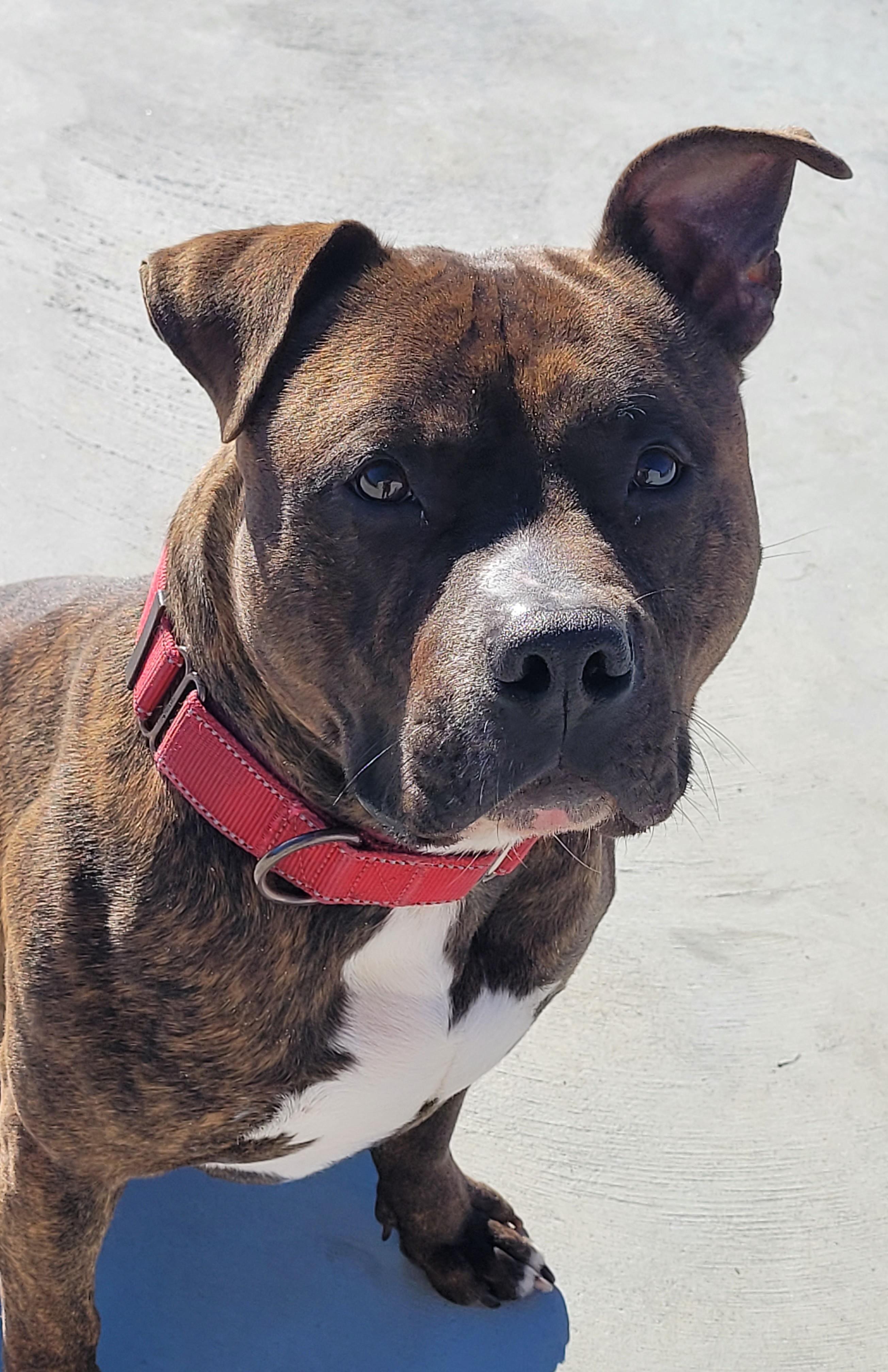 Enlarge Zeke, a Adoptable American Staffordshire Terrier in North Attleboro, MA image 1/6