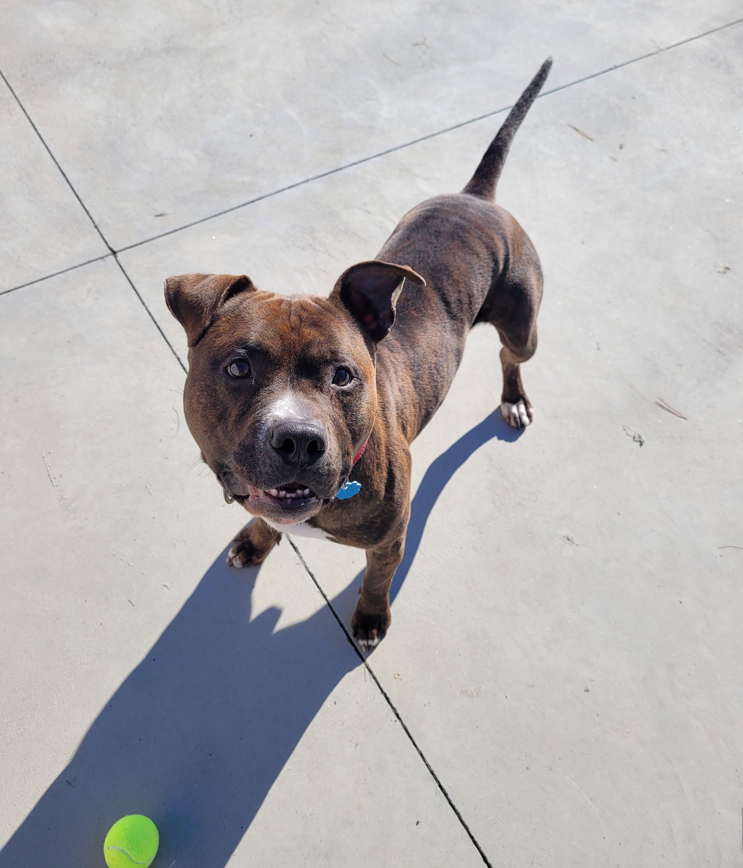 Enlarge Zeke, a Adoptable American Staffordshire Terrier in North Attleboro, MA image 4/6