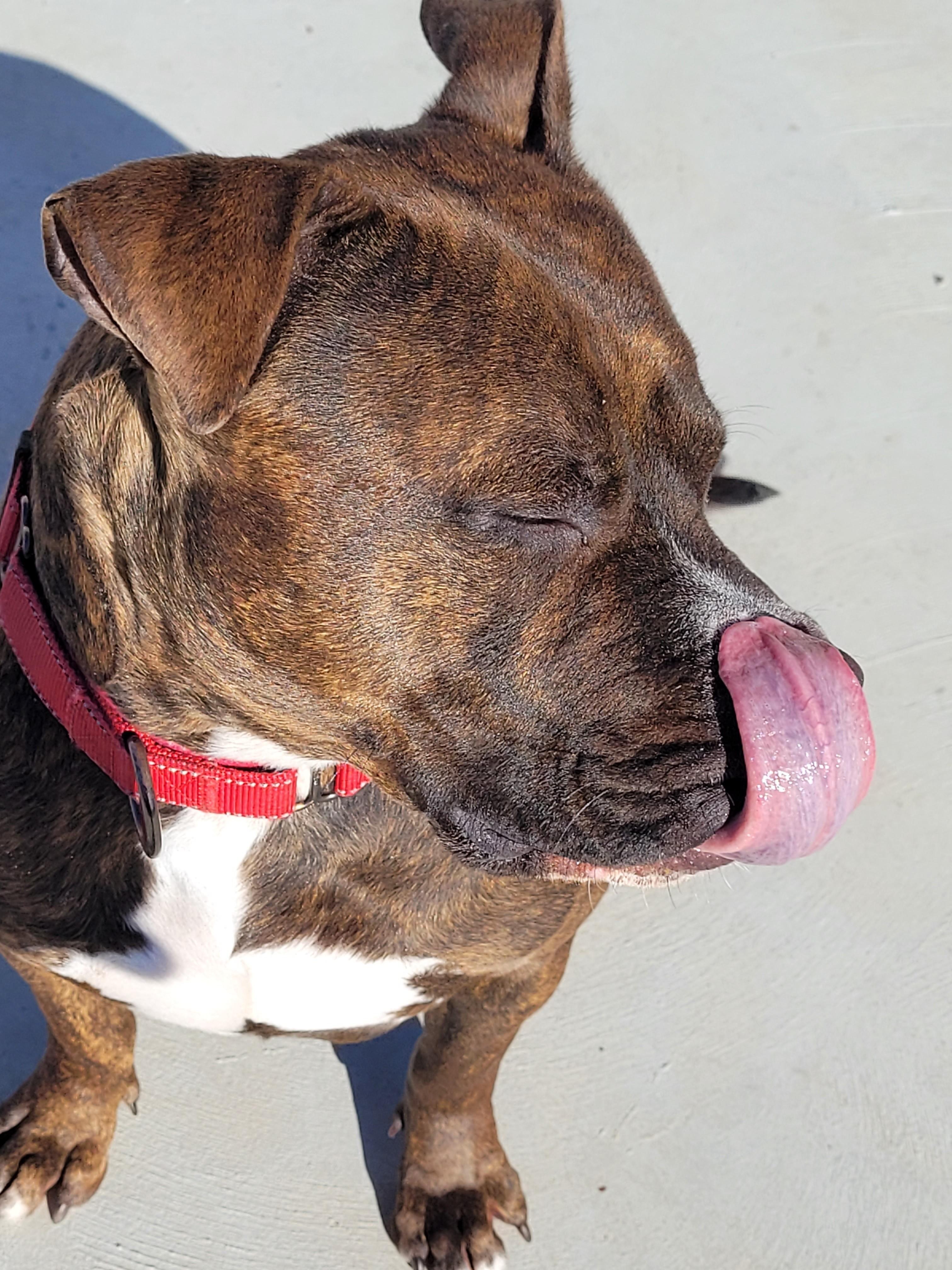 Enlarge Zeke, a Adoptable American Staffordshire Terrier in North Attleboro, MA image 5/6