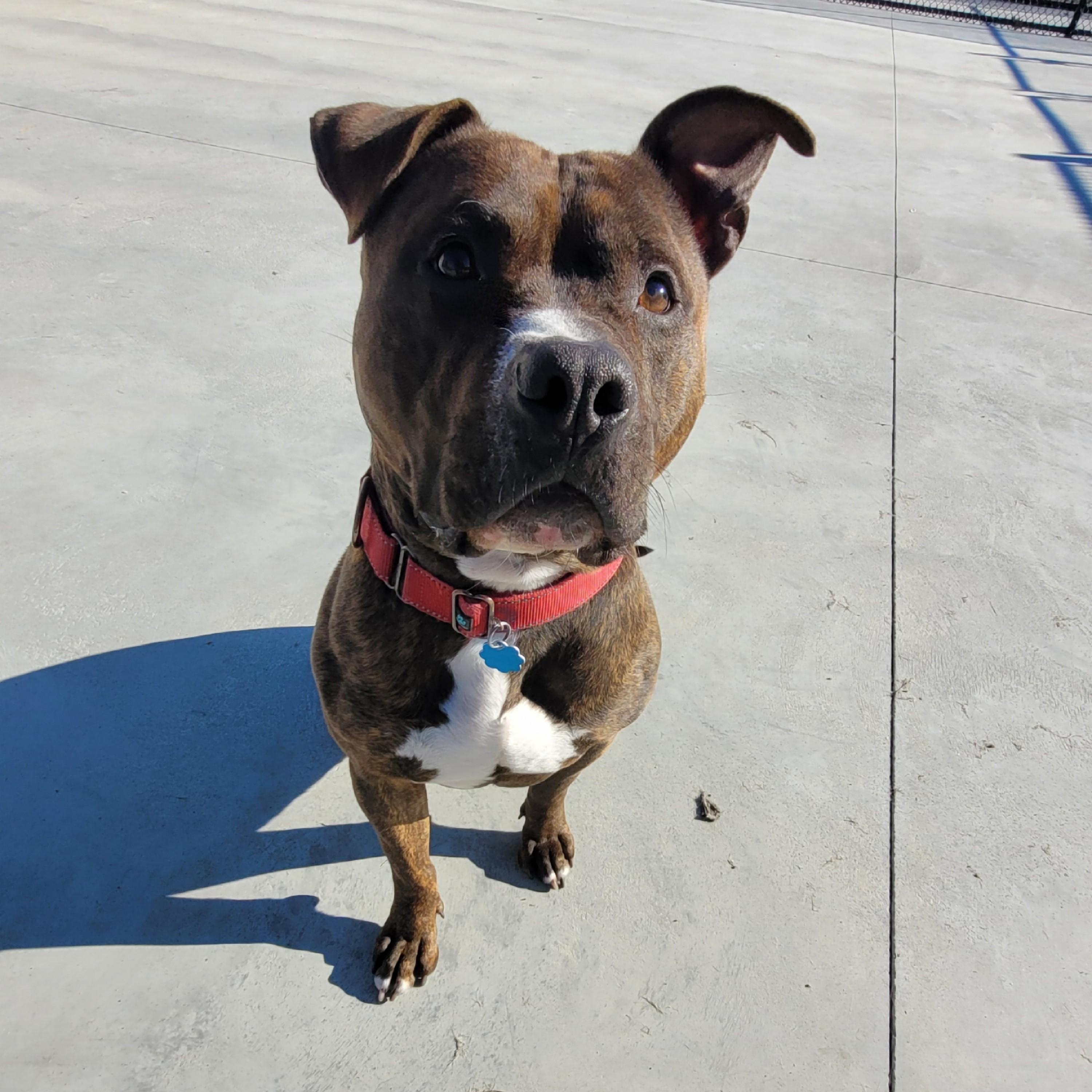 Enlarge Zeke, a Adoptable American Staffordshire Terrier in North Attleboro, MA image 2/6