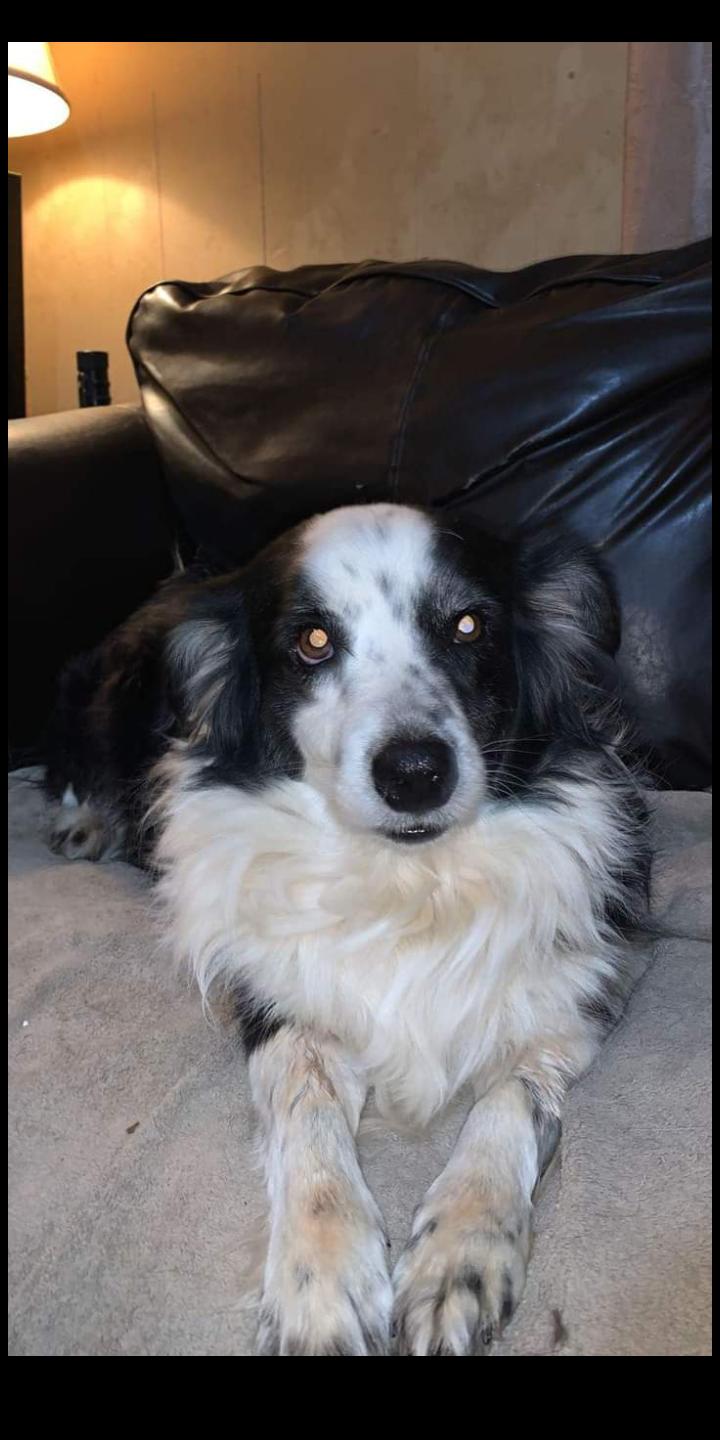 Maya (Courtesy Post), Adoptable, Senior Female Border Collie.