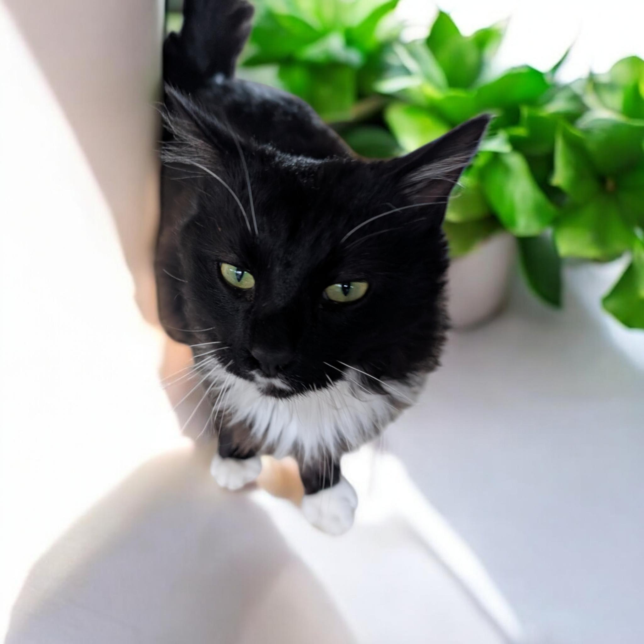 Max, an adoptable Domestic Medium Hair in Chuckey, TN, 37641 | Photo Image 3