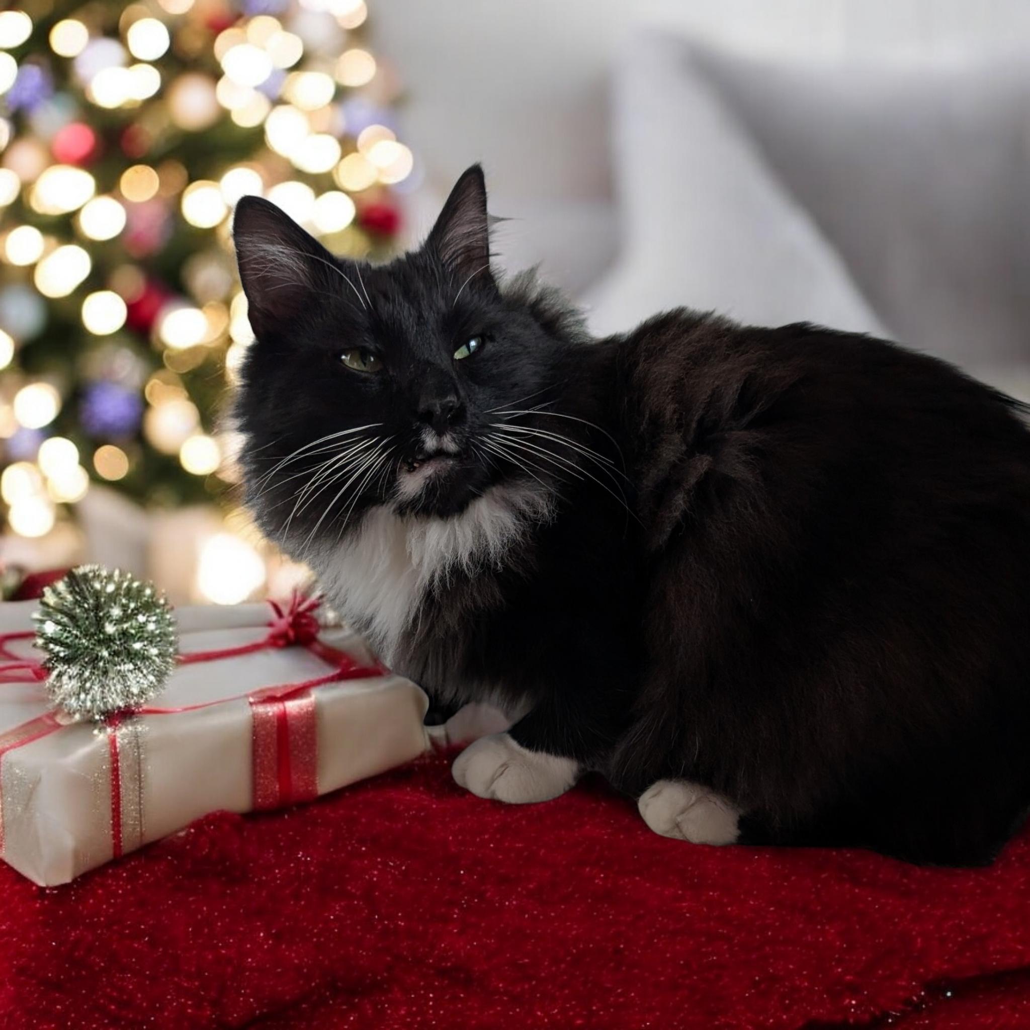 Max, an adoptable Domestic Medium Hair in Chuckey, TN, 37641 | Photo Image 5