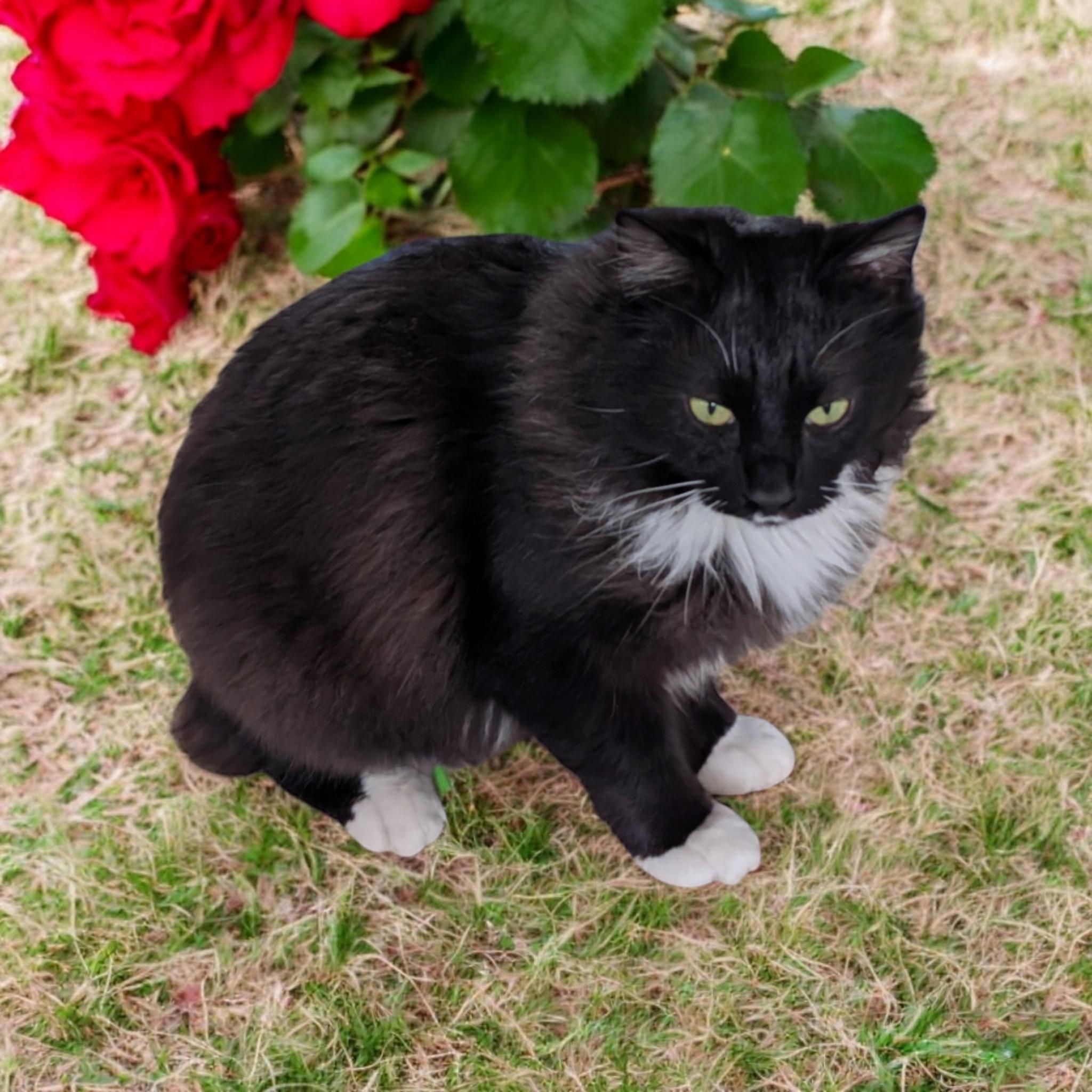 Max, an adoptable Domestic Medium Hair in Chuckey, TN, 37641 | Photo Image 4