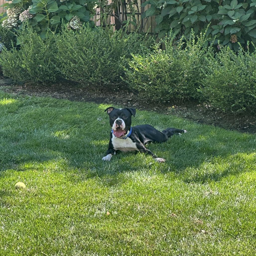 Enlarge Hollow, a Adoptable mixed breed in Newark, NJ image 1/6