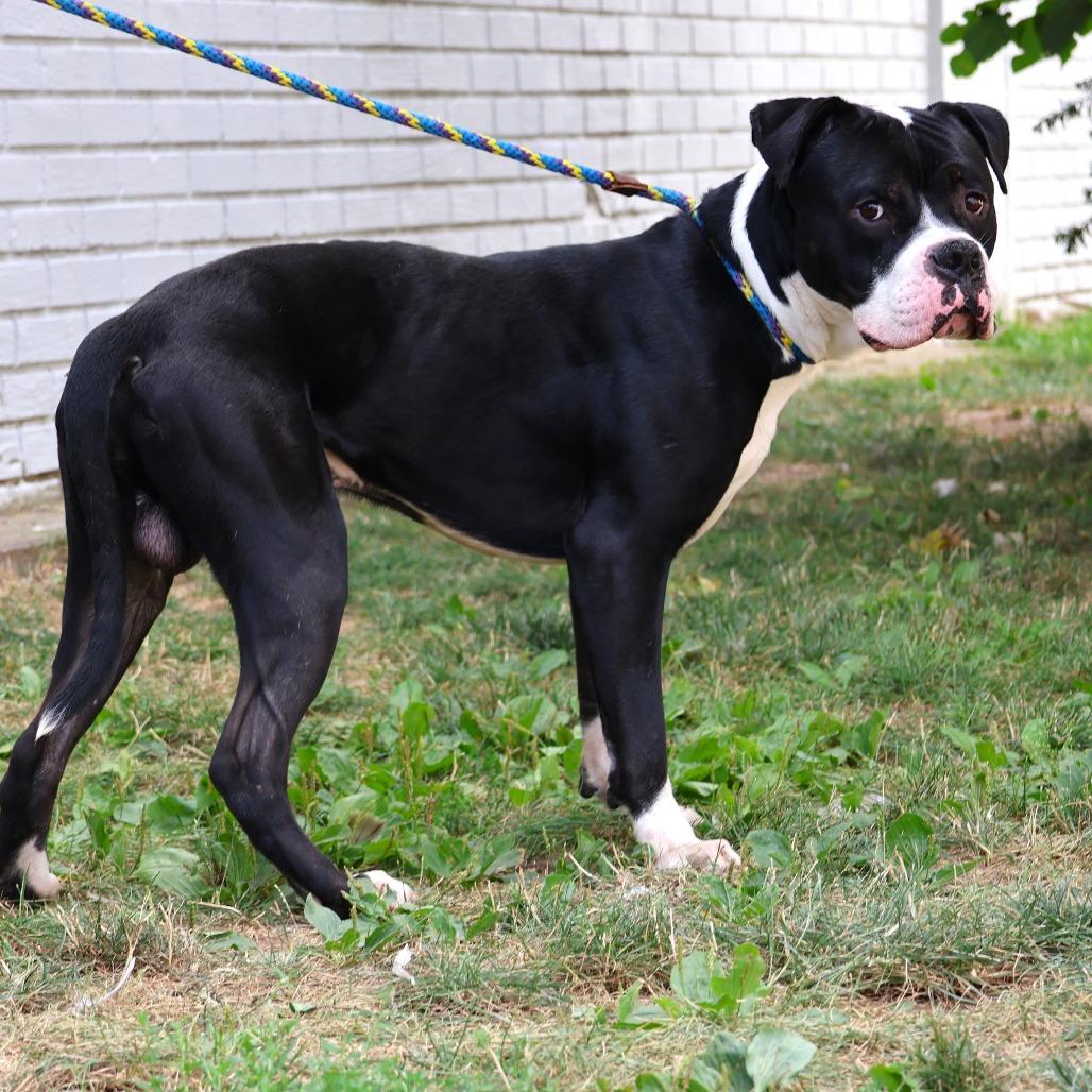 Enlarge Hollow, a Adoptable mixed breed in Newark, NJ image 1/6
