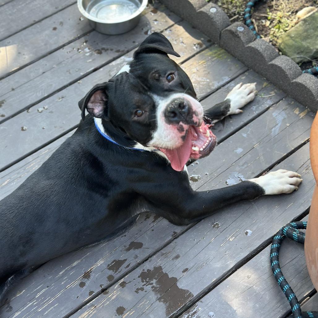 Enlarge Hollow, a Adoptable mixed breed in Newark, NJ image 2/6