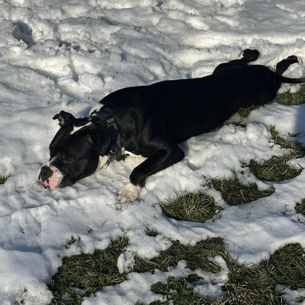 Enlarge Hollow, a Adoptable mixed breed in Newark, NJ image 3/6