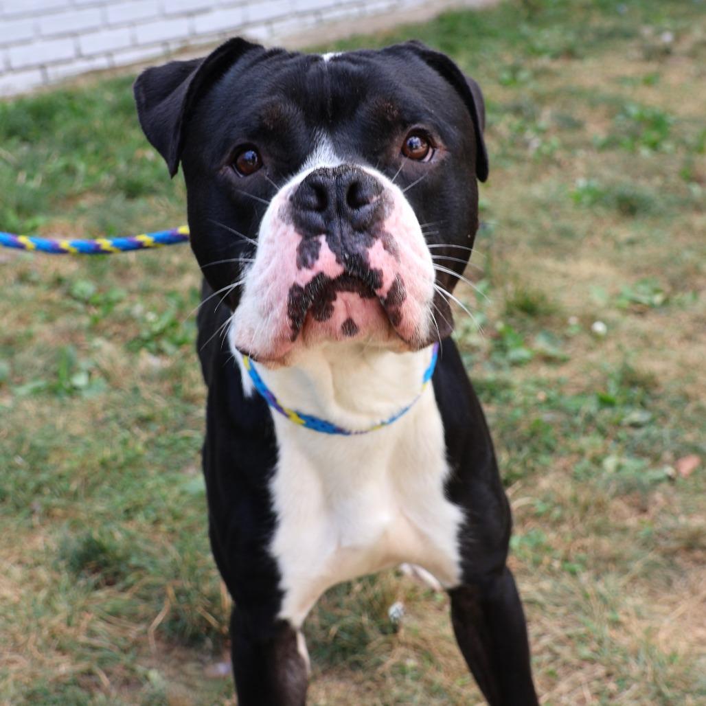 Enlarge Hollow, a Adoptable mixed breed in Newark, NJ image 3/6