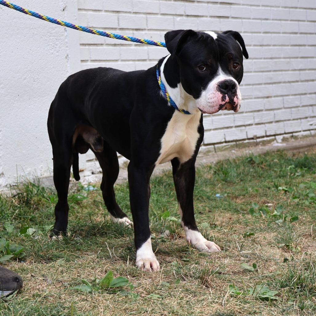 Enlarge Hollow, a Adoptable mixed breed in Newark, NJ image 4/6