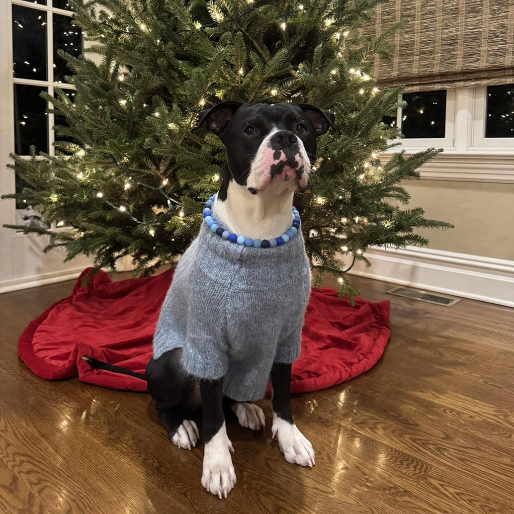 Enlarge Hollow, a Adoptable mixed breed in Newark, NJ image 4/6