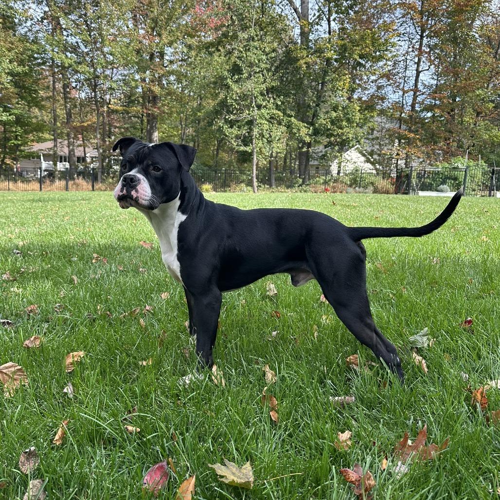 Enlarge Hollow, a Adoptable mixed breed in Newark, NJ image 5/6