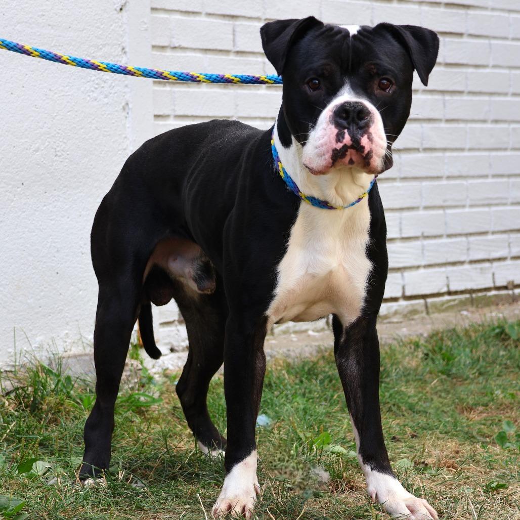 Enlarge Hollow, a Adoptable mixed breed in Newark, NJ image 5/6