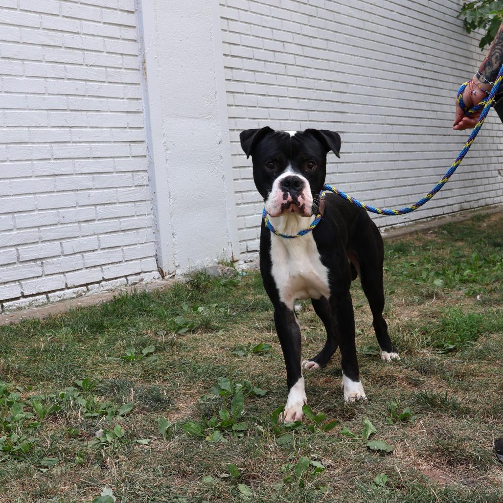 Enlarge Hollow, a Adoptable mixed breed in Newark, NJ image 6/6