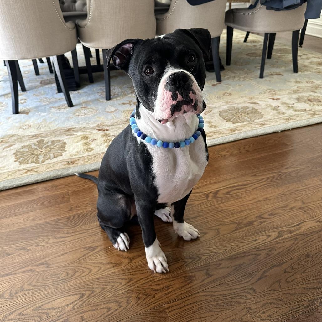 Enlarge Hollow, a Adoptable mixed breed in Newark, NJ image 6/6