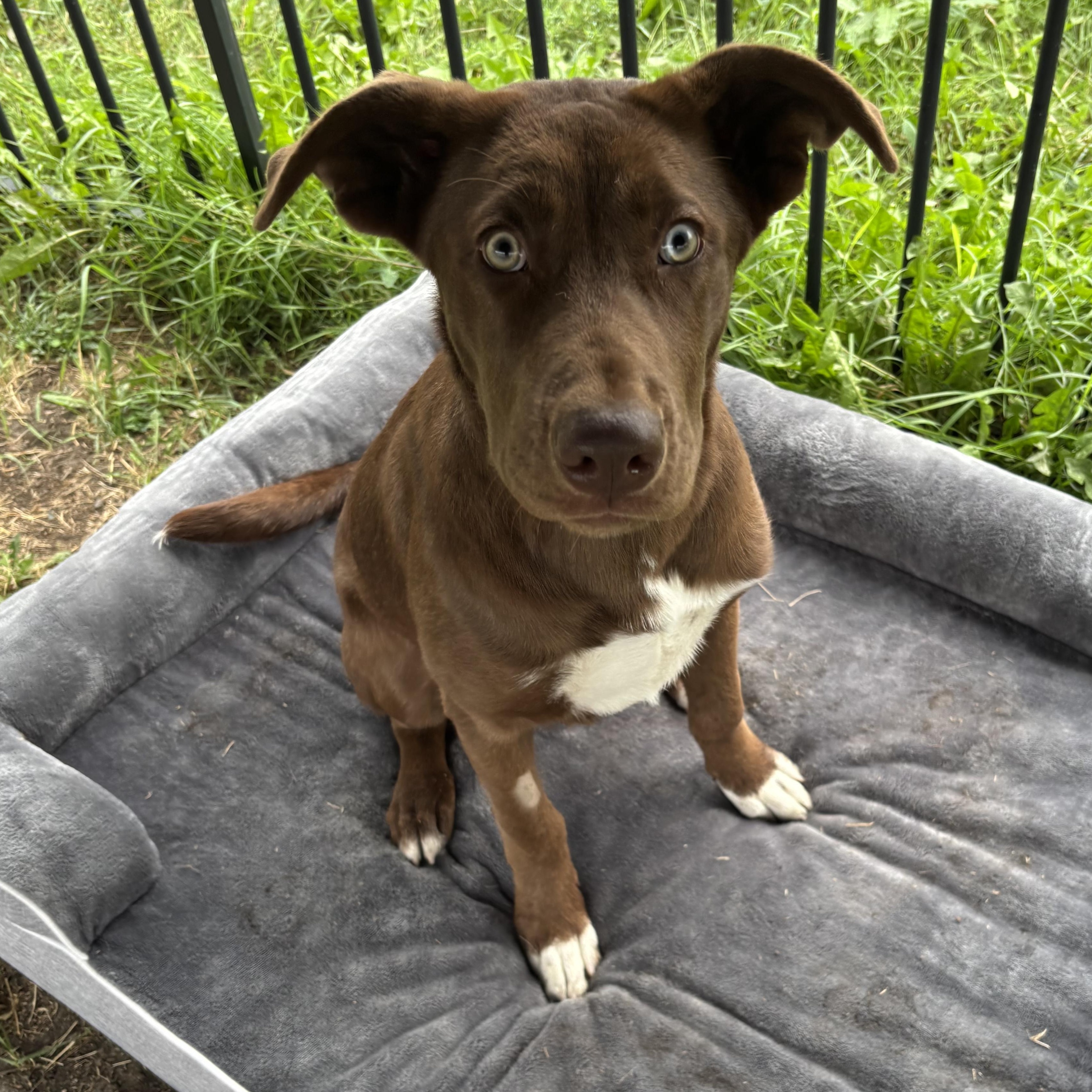 Enlarge Mokha, a Adopted mixed breed in Winnipeg, MB image 1/1