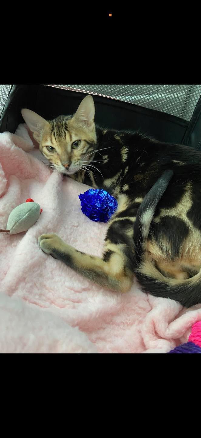 Lucia - OH , ADOPTABLE, Adult Female Bengal.