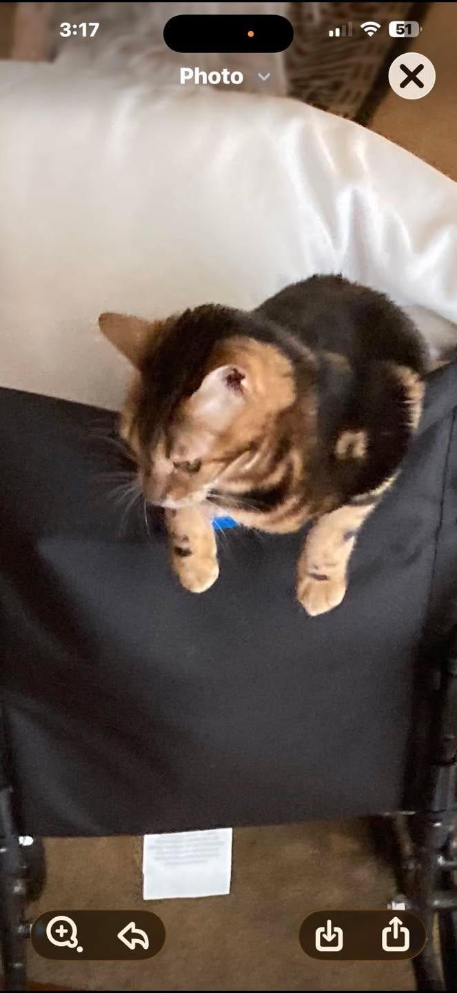 Enlarge Lucia - OH , a ADOPTABLE Bengal in Columbus, OH image 2/2