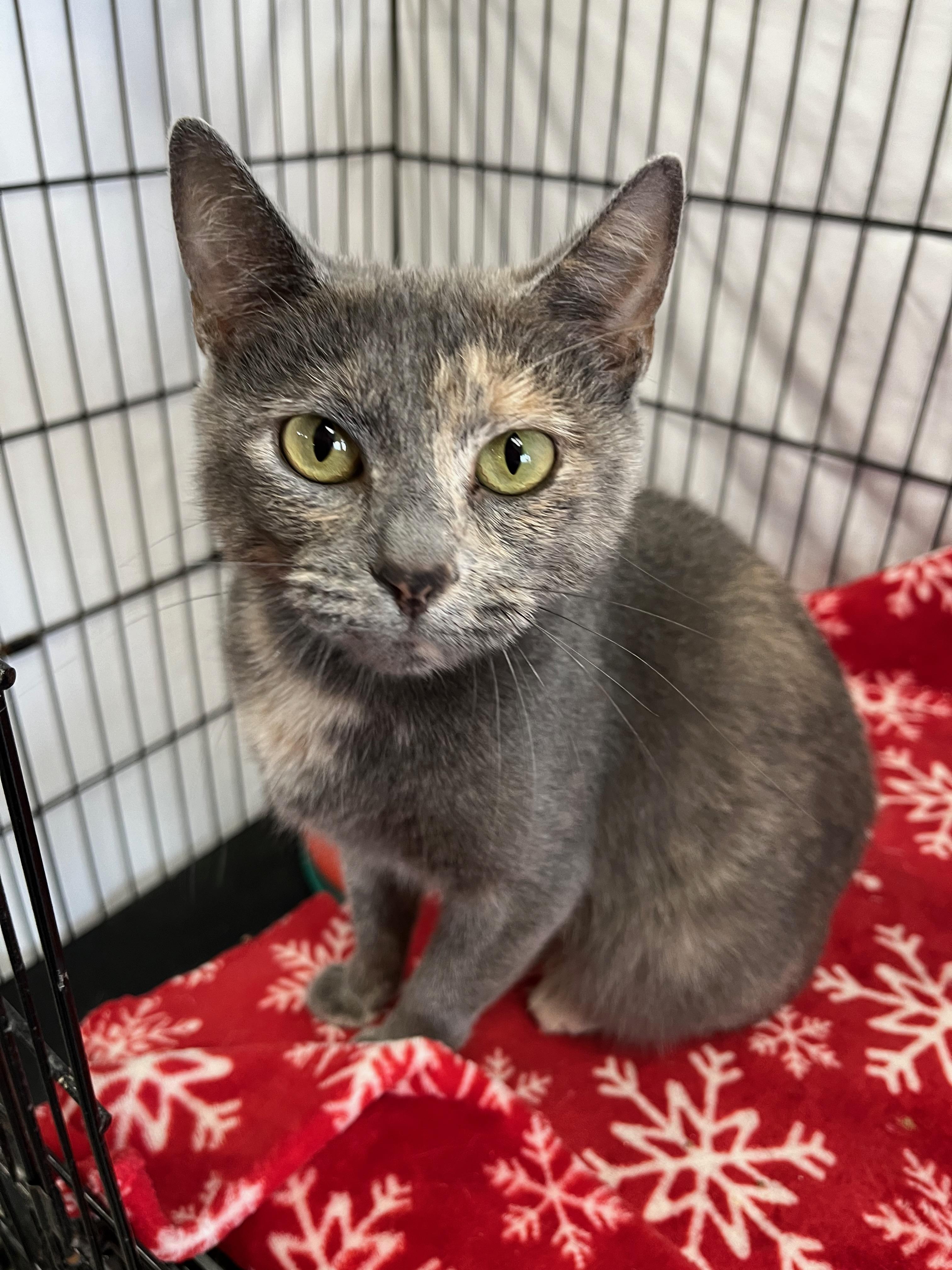 Enlarge Harlow, a Adoptable Domestic Short Hair in Richmond, KY image 2/6