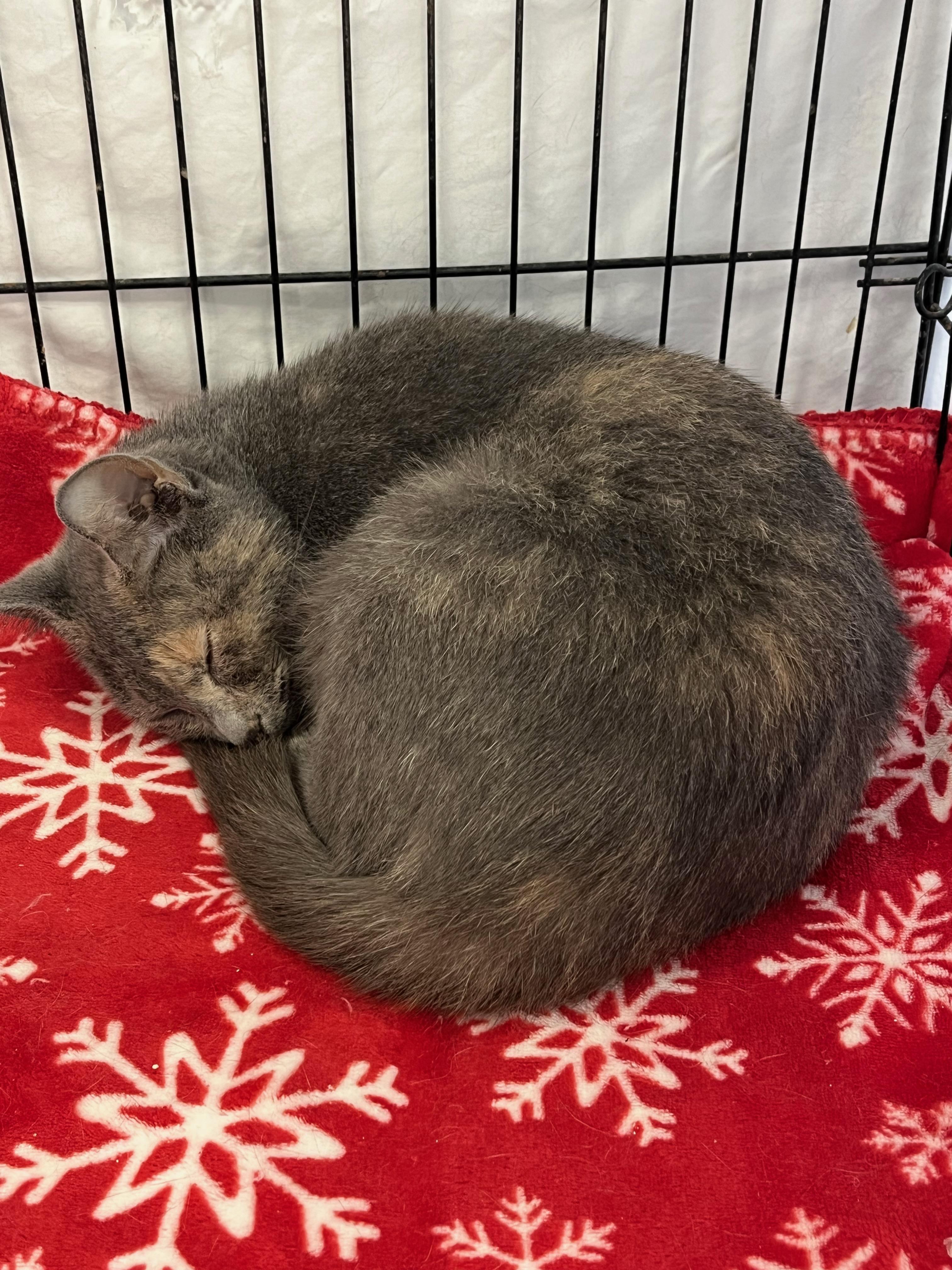 Enlarge Harlow, a Adoptable Domestic Short Hair in Richmond, KY image 3/6