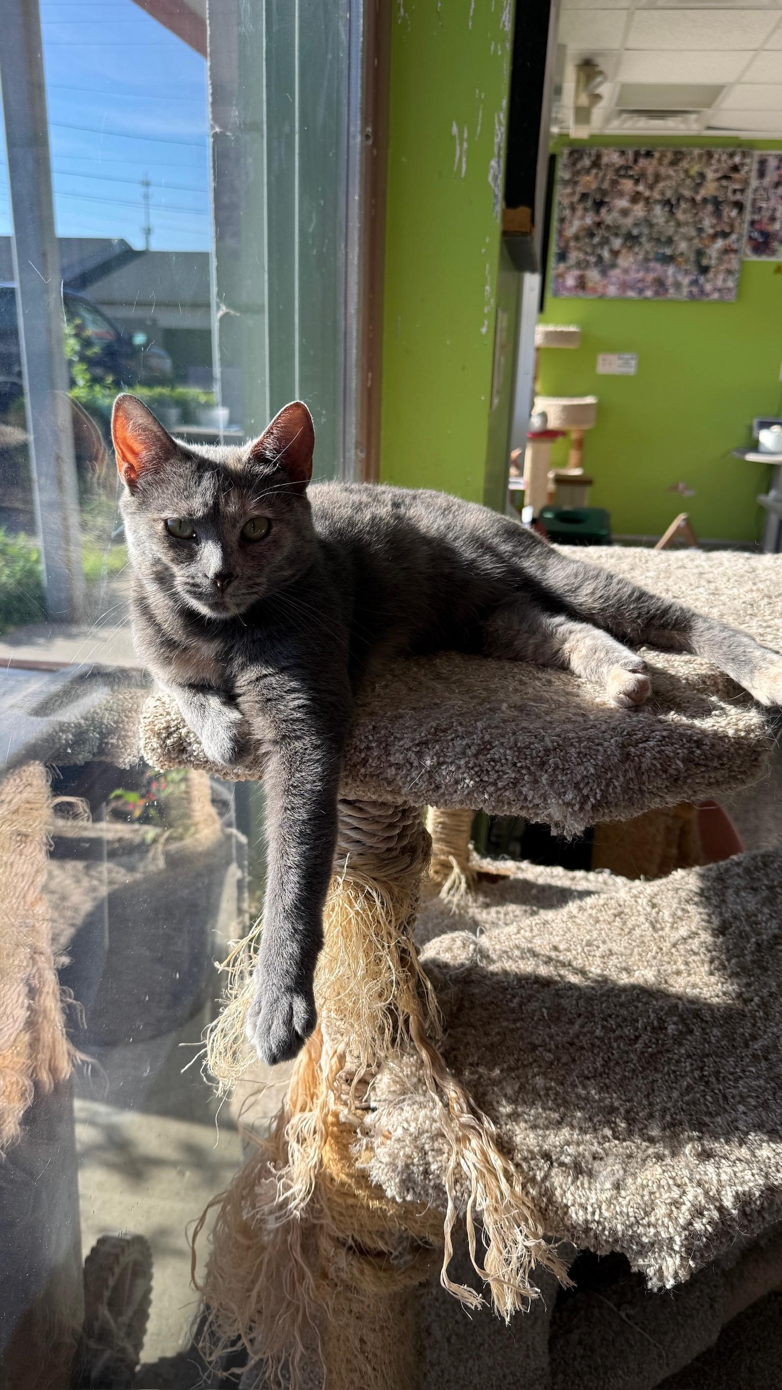 Enlarge Harlow, a Adoptable Domestic Short Hair in Richmond, KY image 6/6